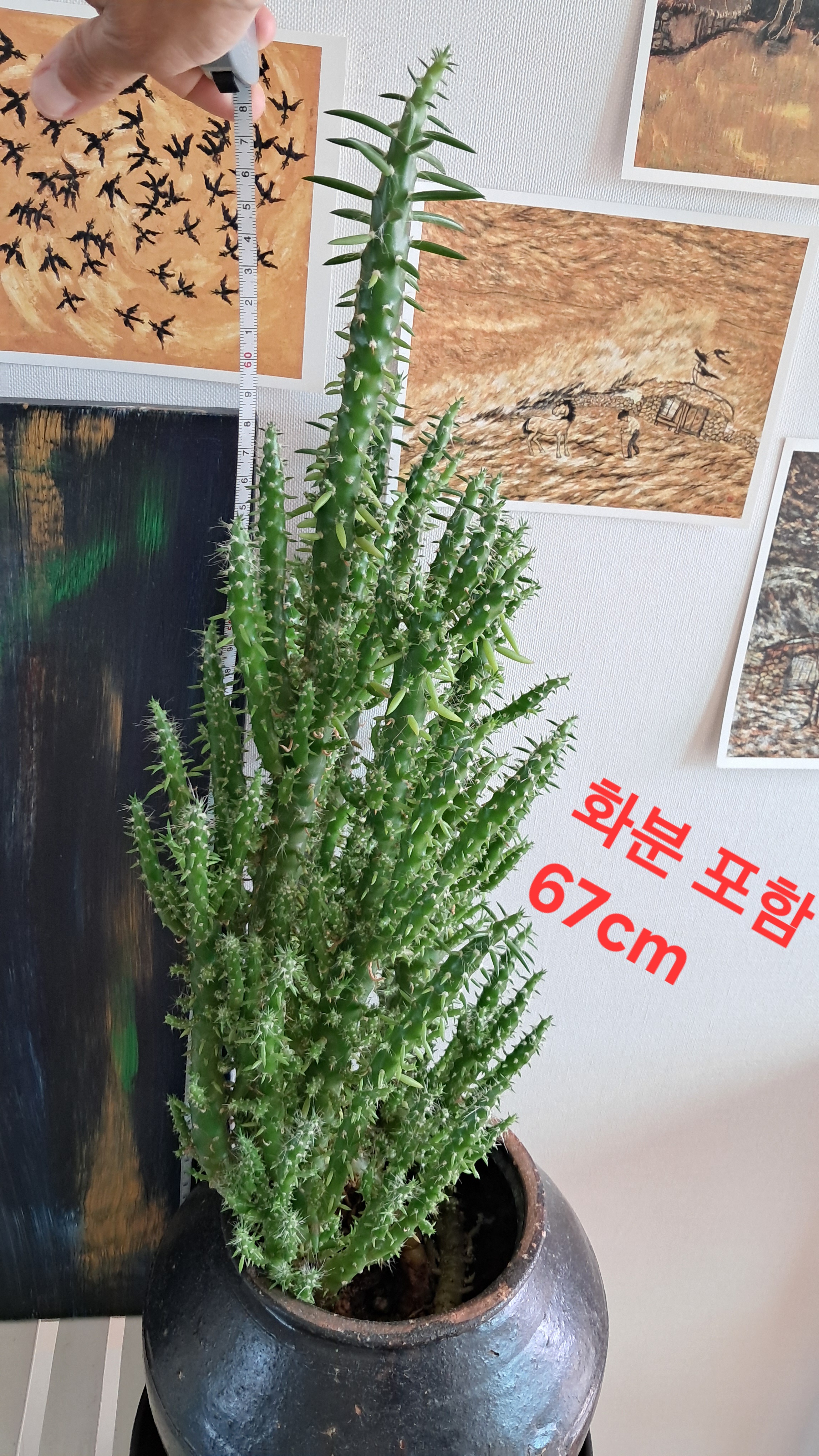 선인장 온실에 기증하고 싶은 식물이 있습니다