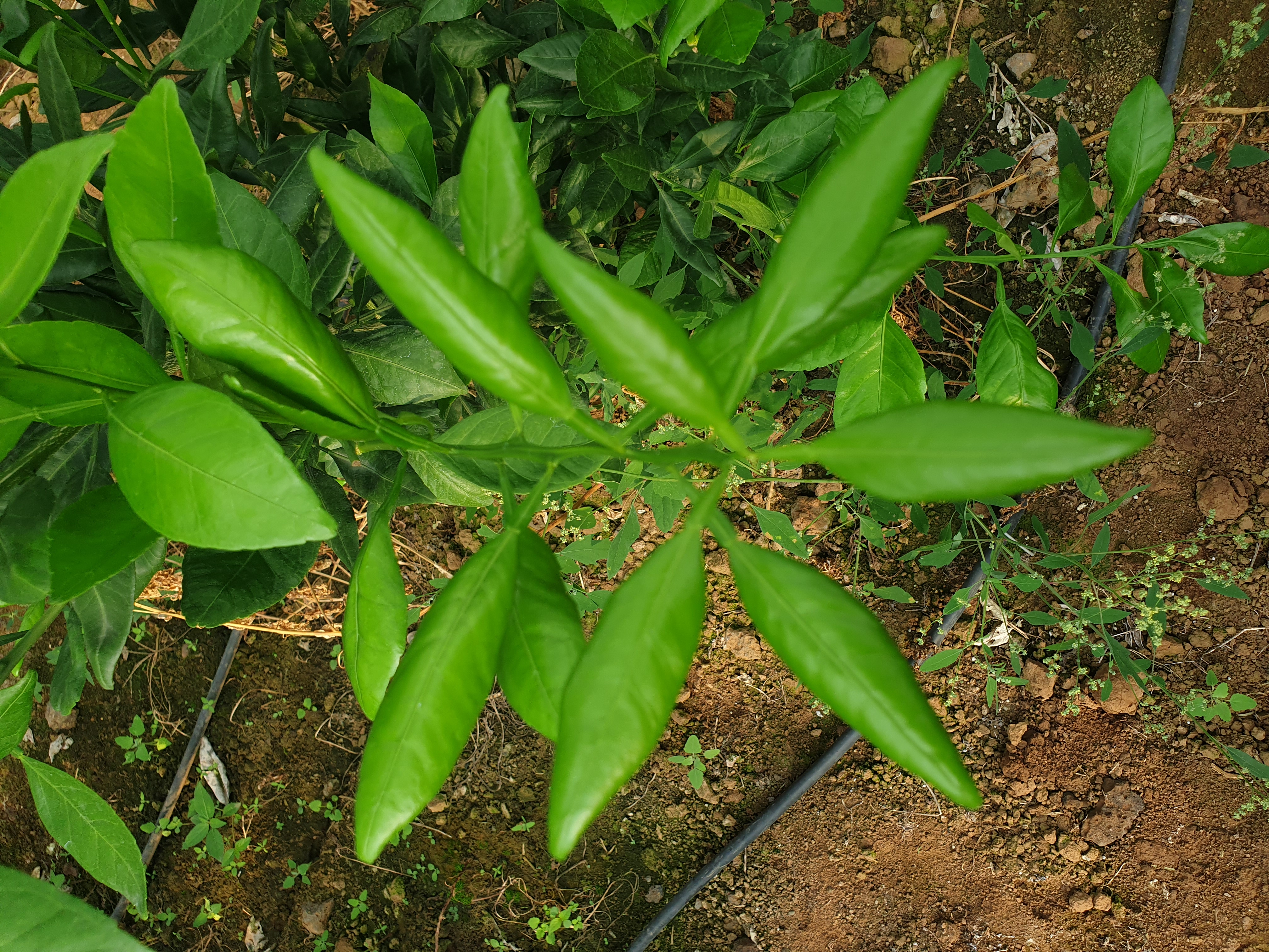 레드향 잎 변형