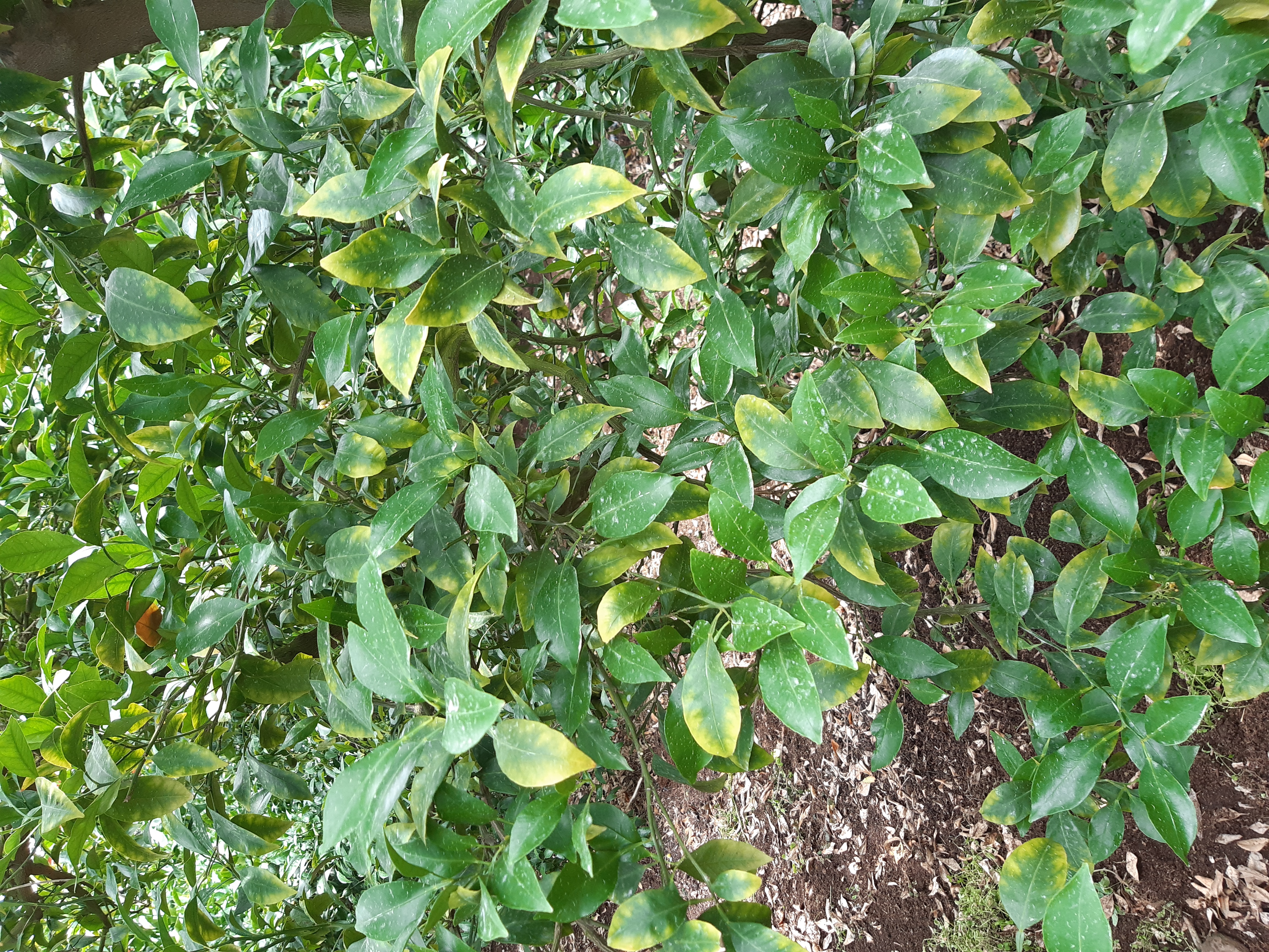 한라봉 잎 상태