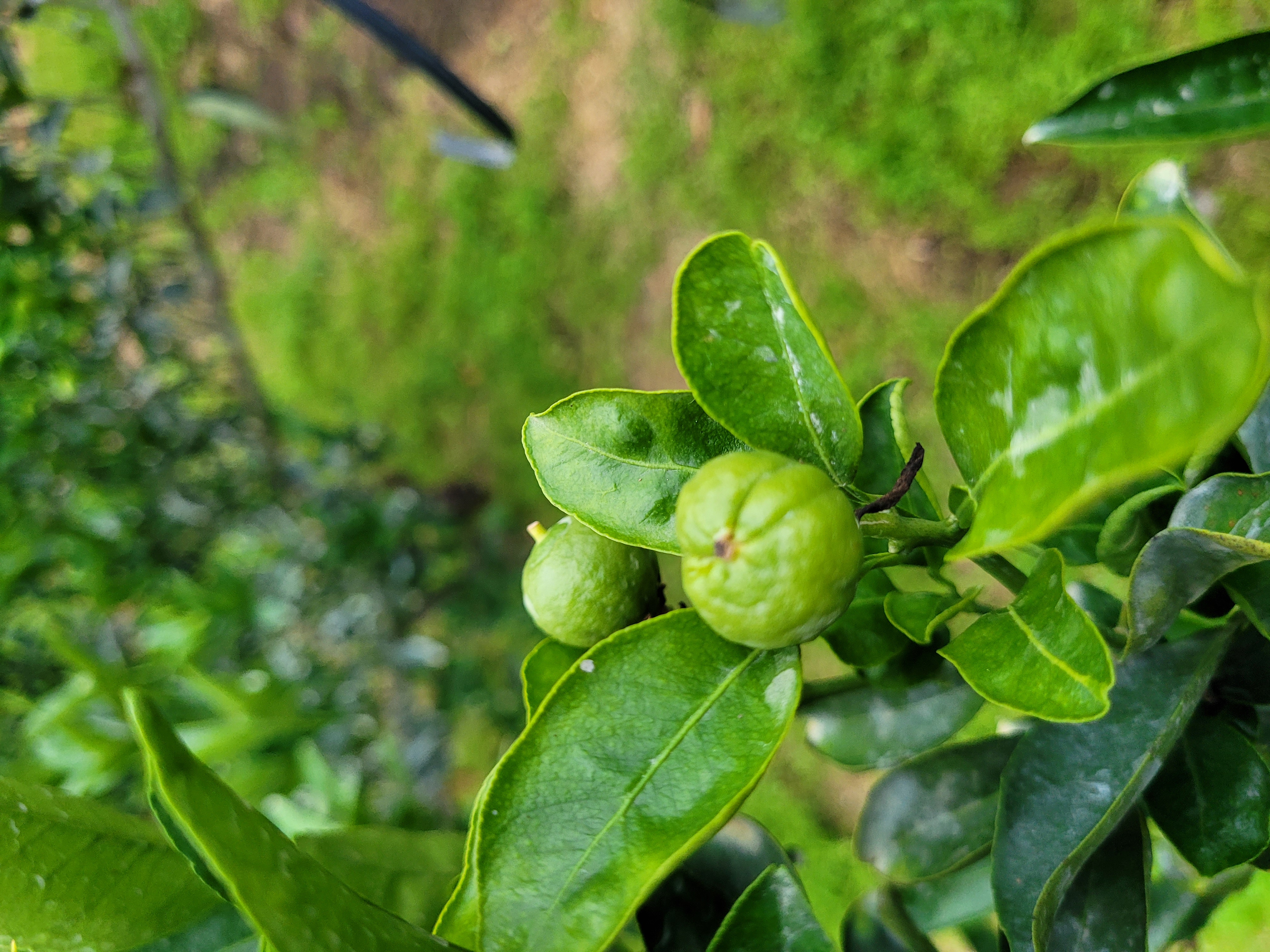 천혜향열매이상문의