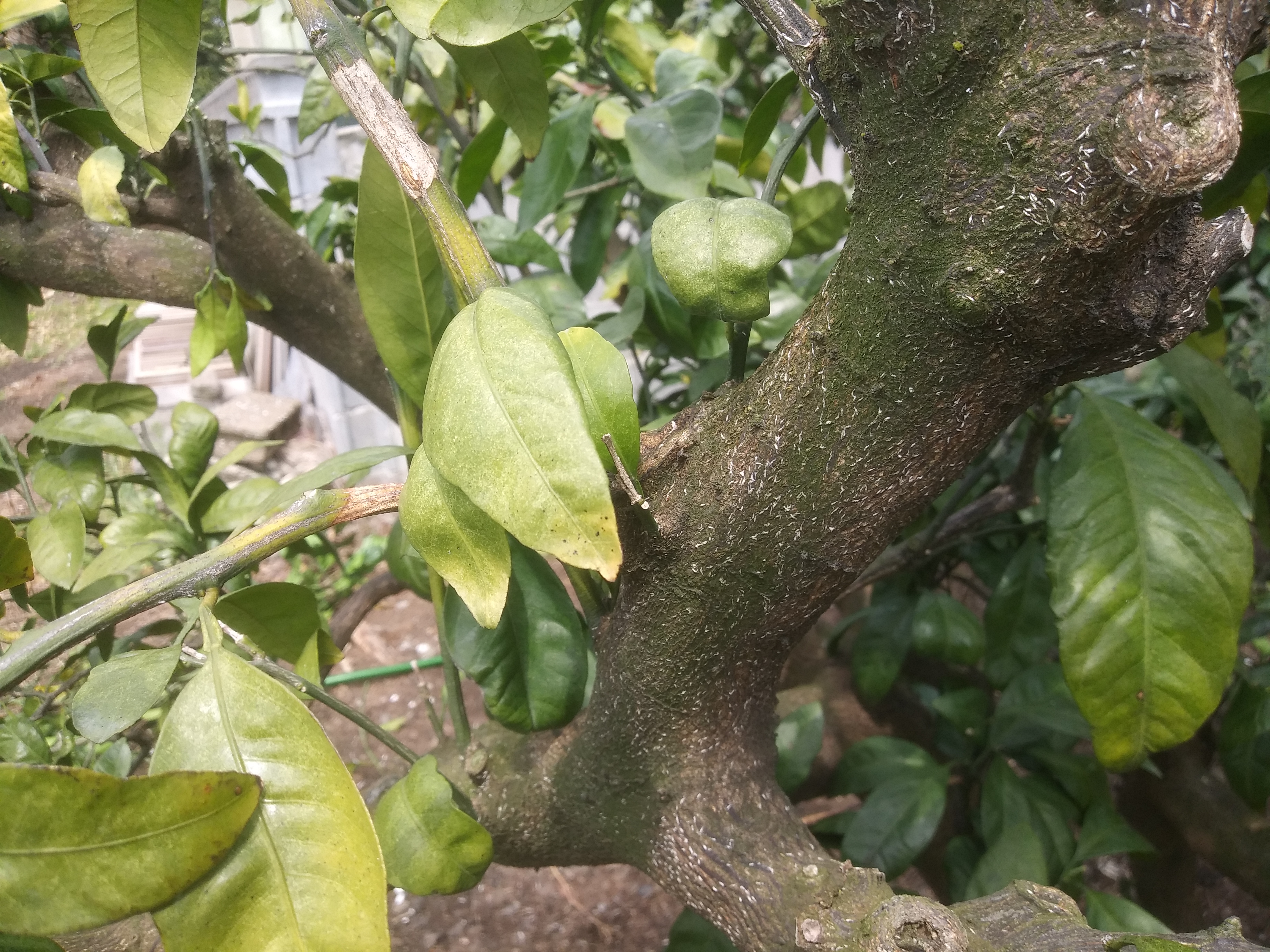 병충해와 관련하여 문의합니다