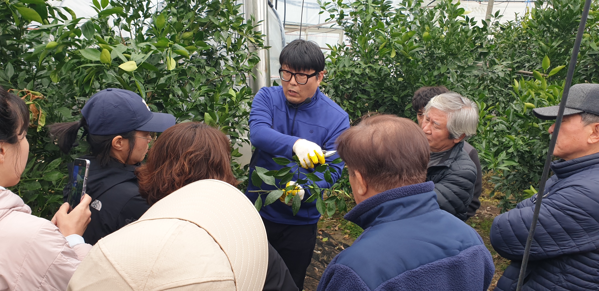 2024년 감귤 정지·전정교육