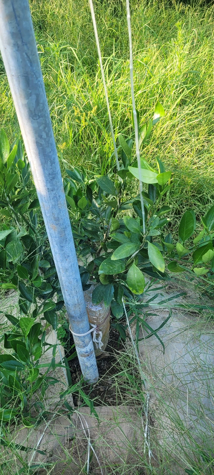 감귤묘목관련 문의합니다