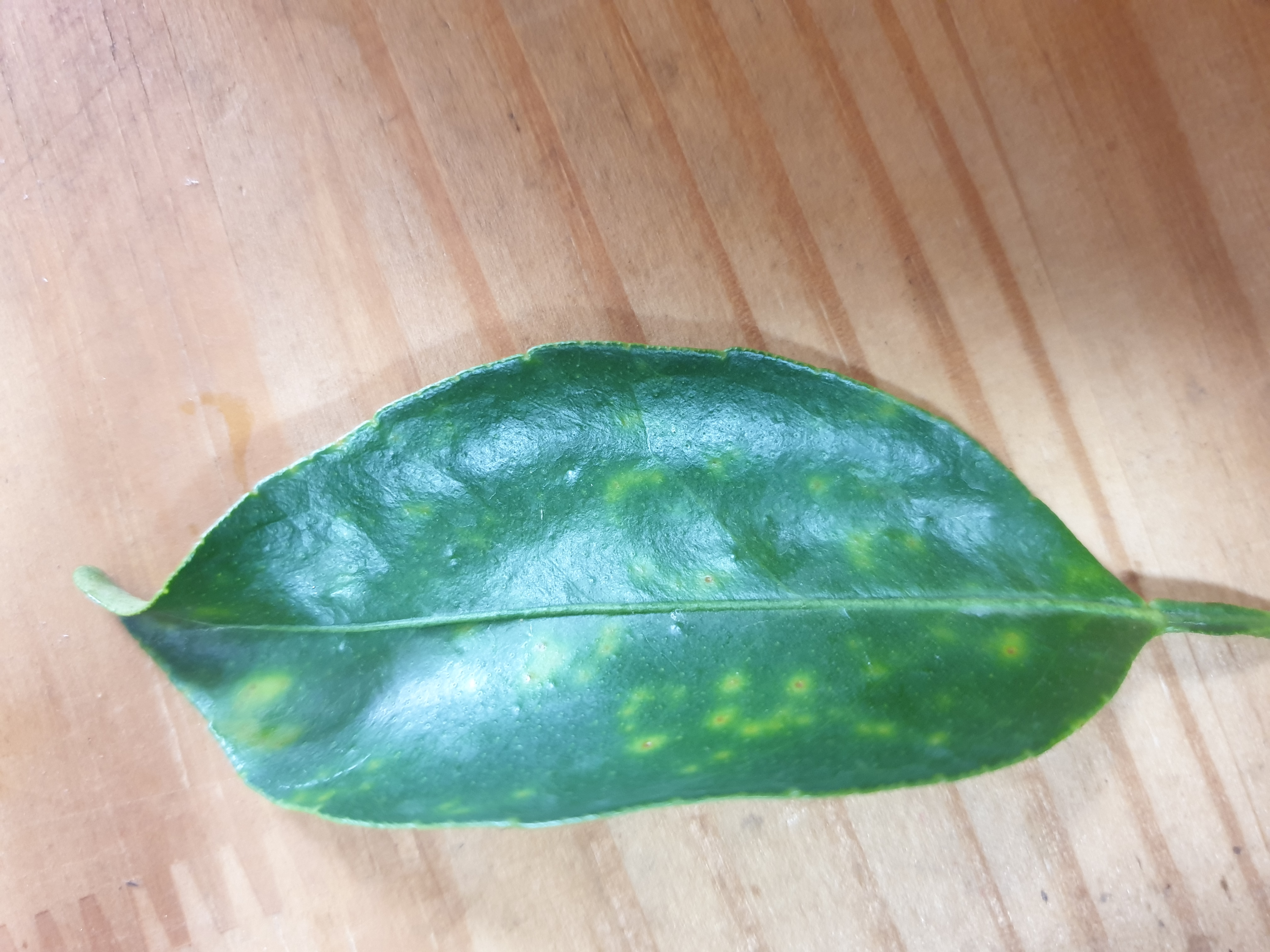 천혜향 궤양병관련