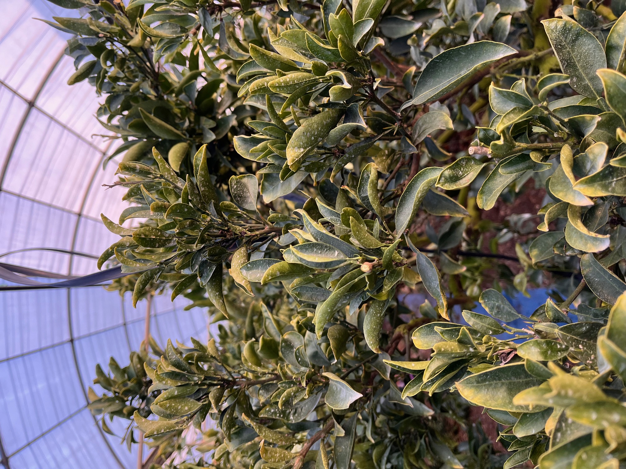 한라봉 나무잎 연한 녹색 및 천혜향 잎말림 피해