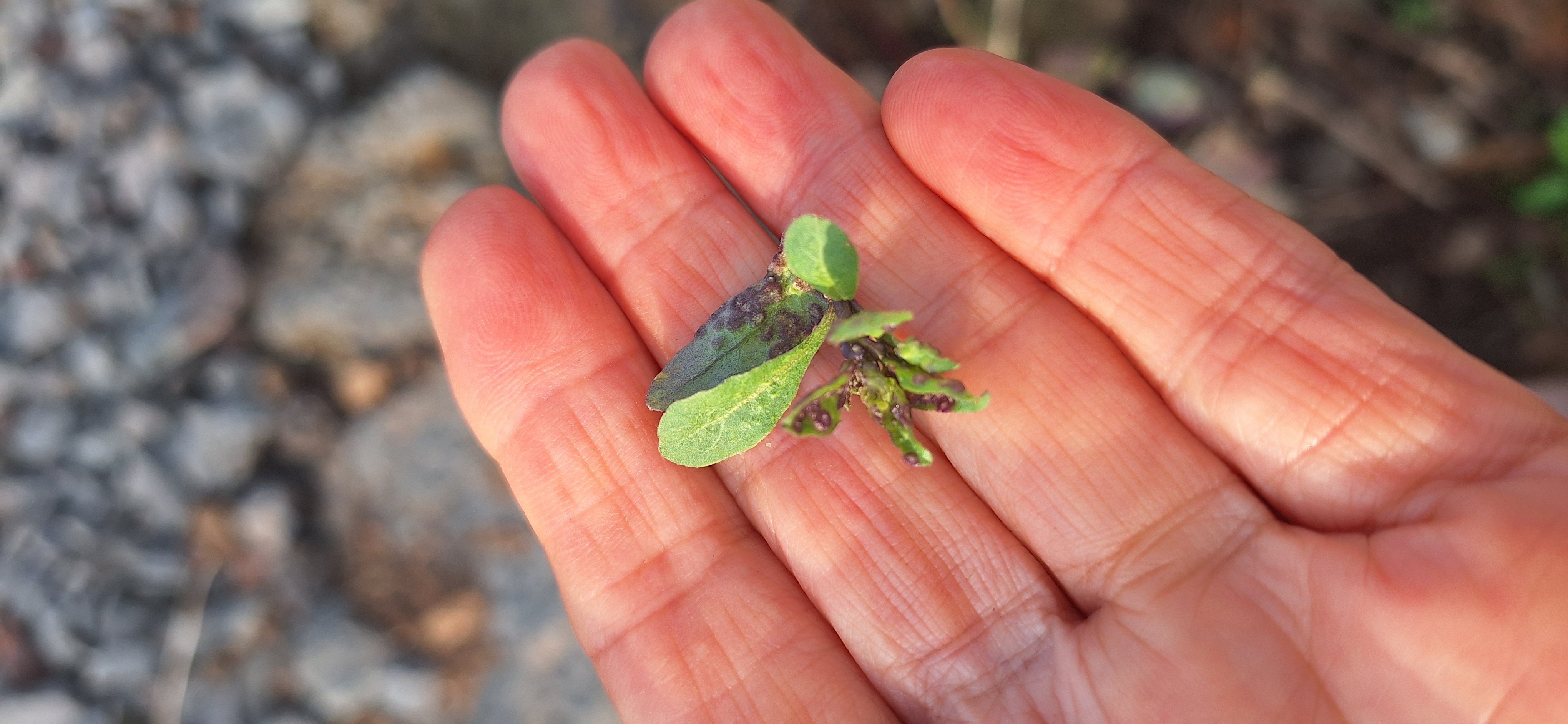 구기자 질병 문의
