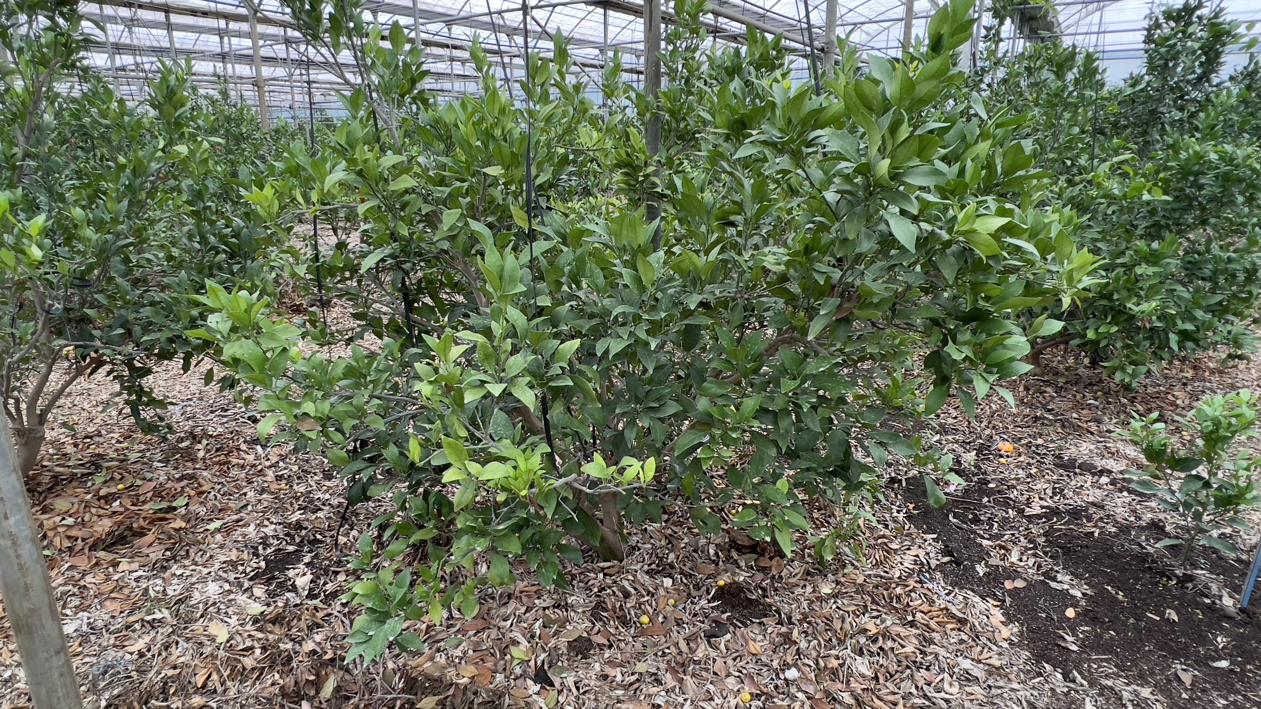 레드향(하우스)