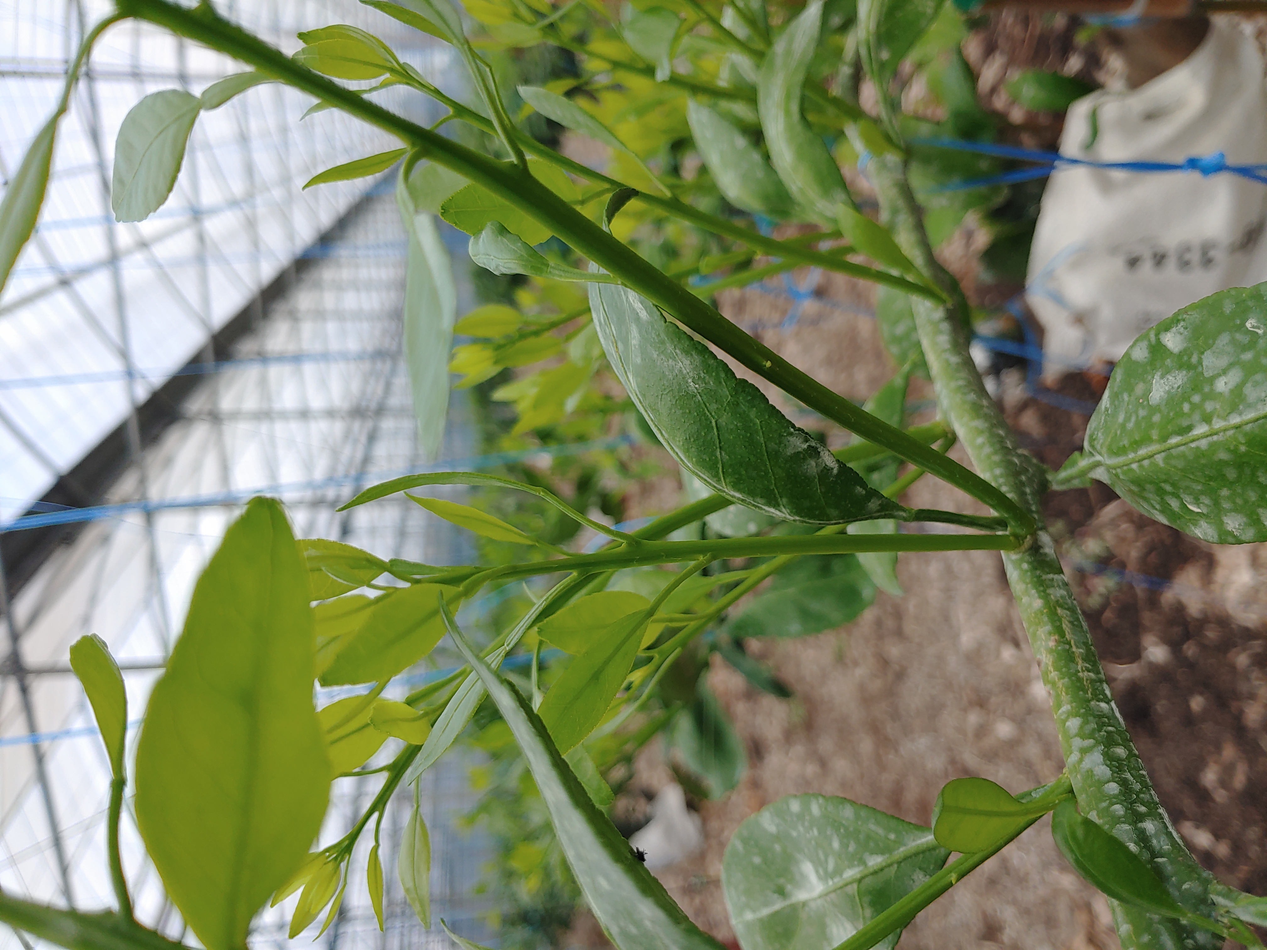 고접 레드향 여름순