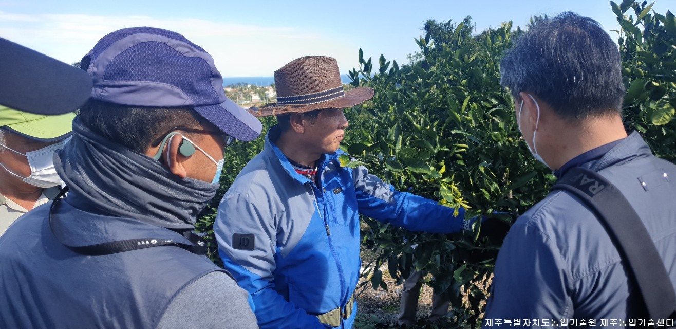 2020 노지감귤 가을 정지전정 교육