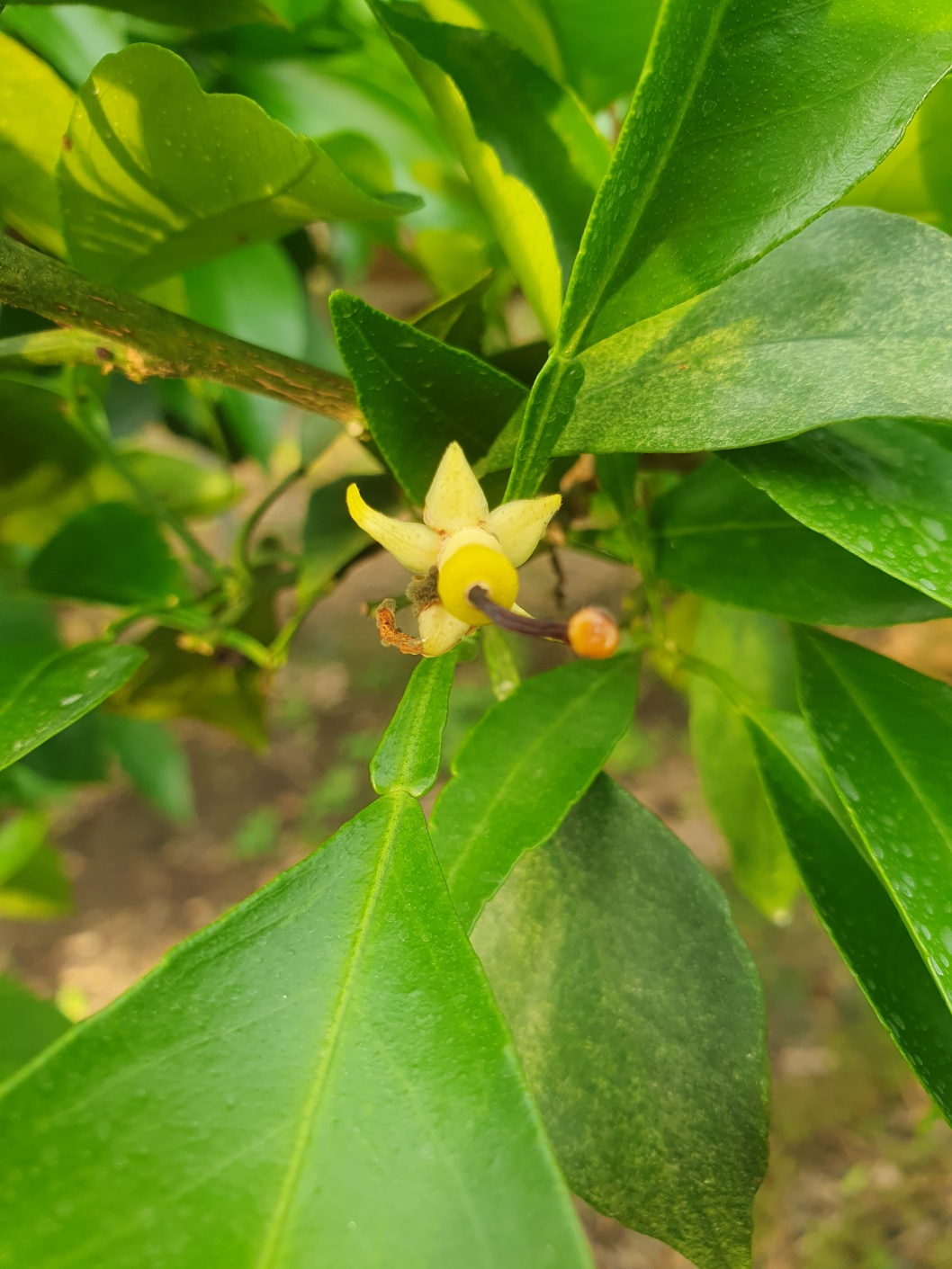 황금향 낙과가 어떤 이유에서 발생되는지 알고싶어요
