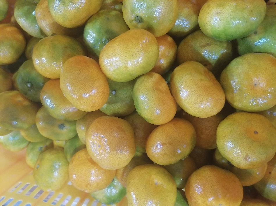 가온 밀감 관련 문의