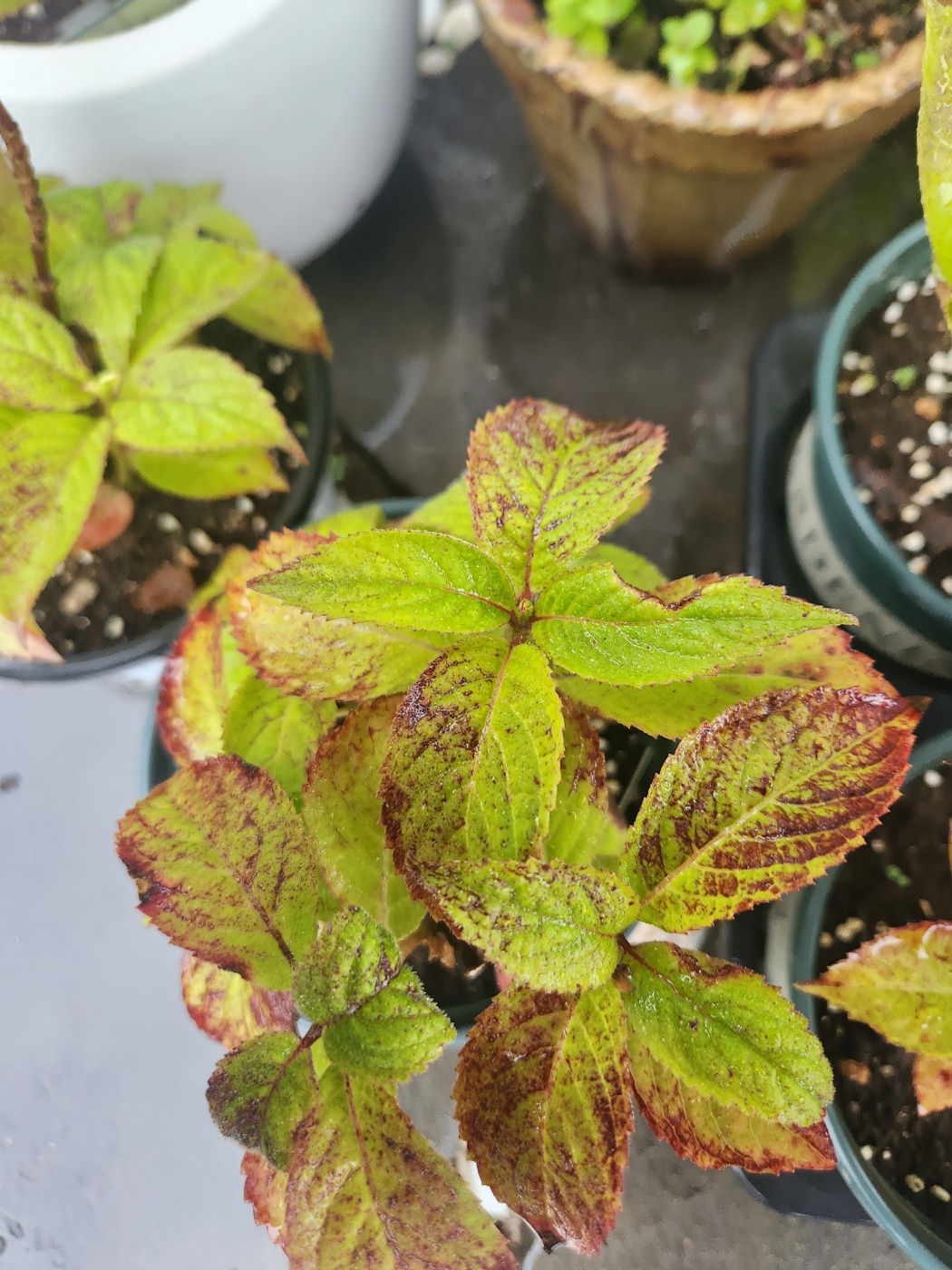 수국잎이 이상해요