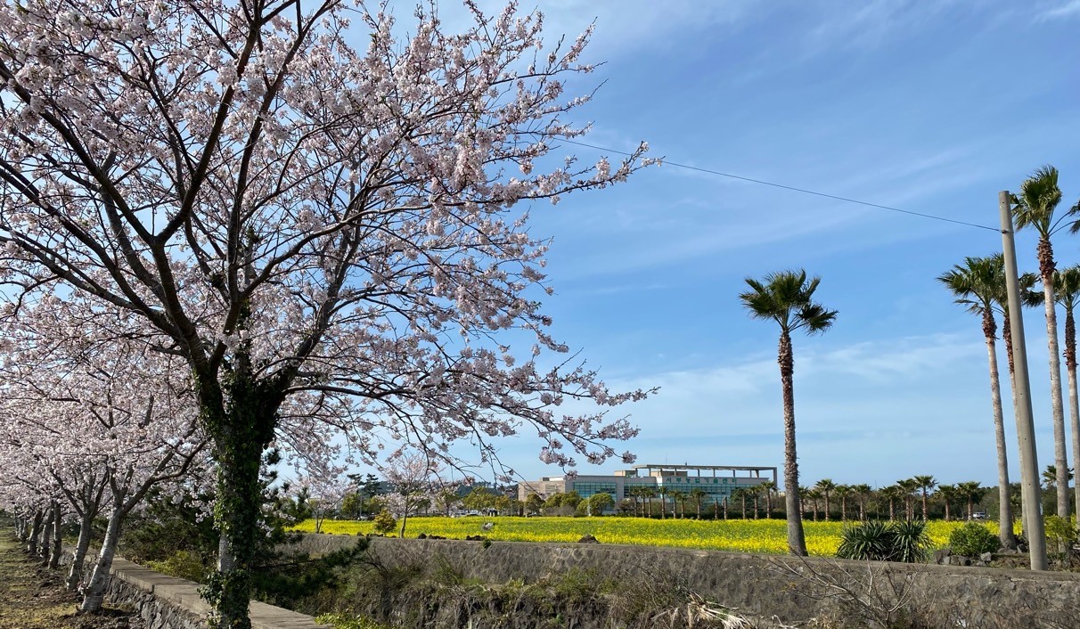 서부농업기술센터의 봄 입니다.