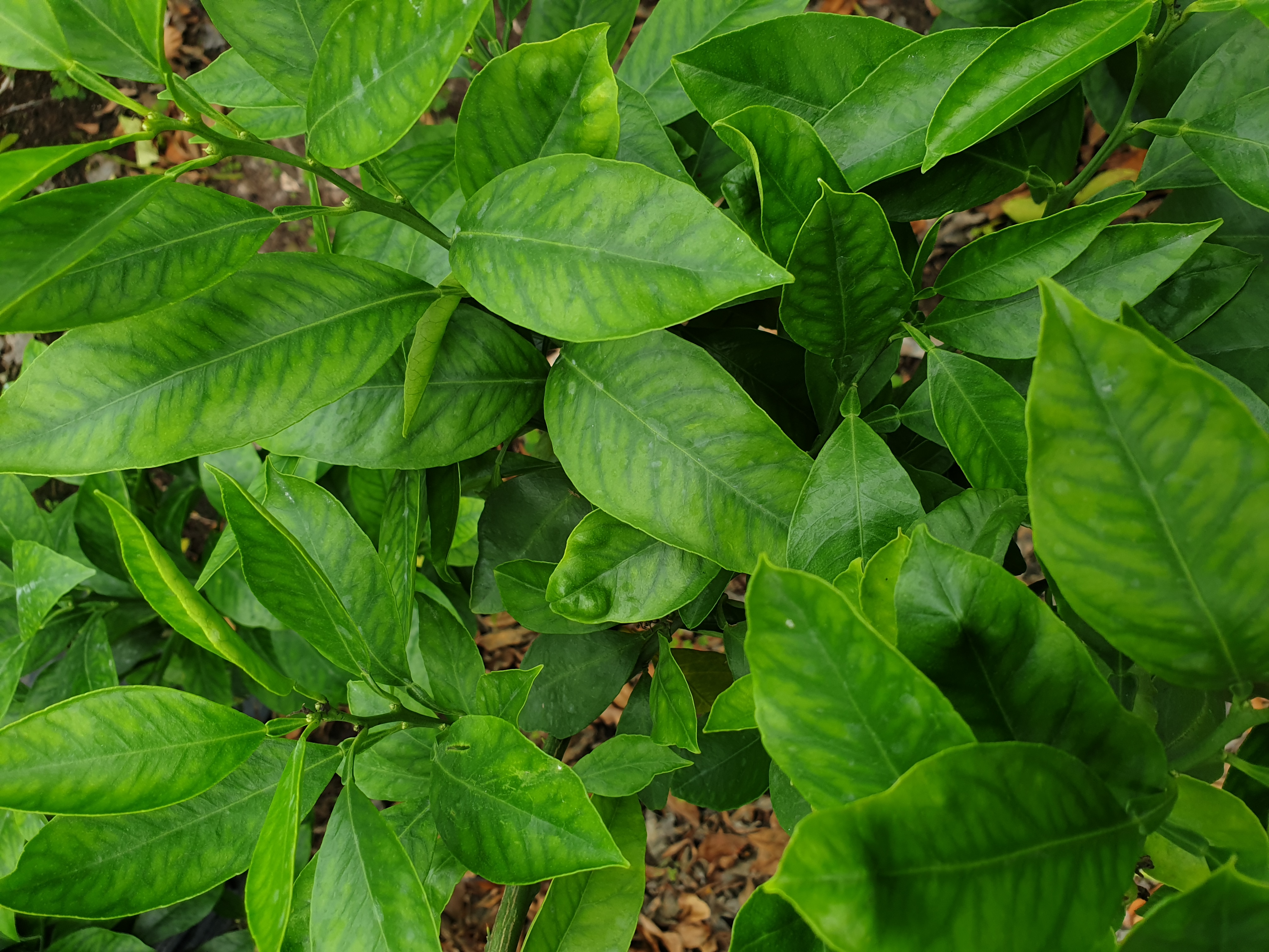 황금향 잎의 상태