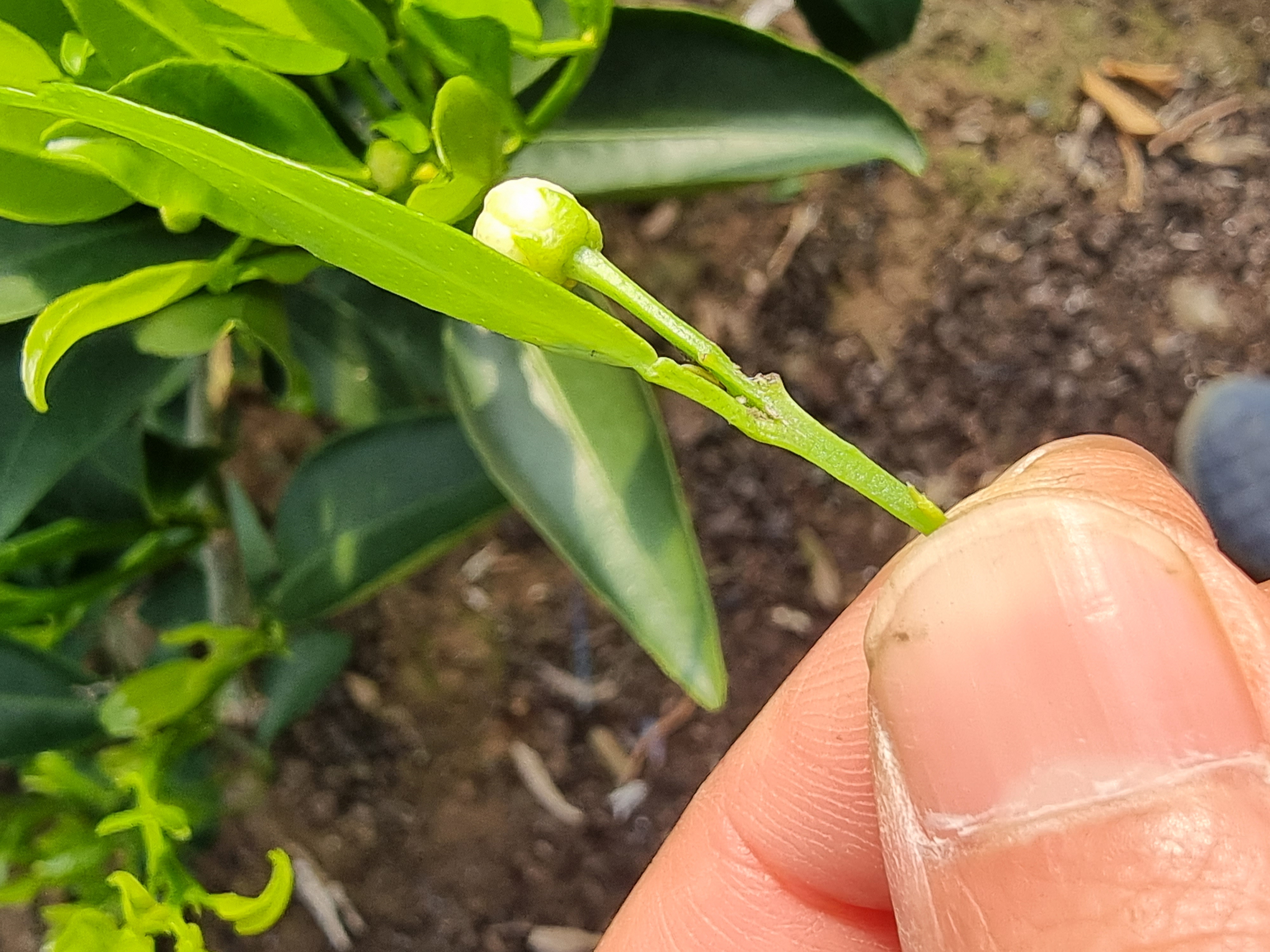 잿빛곰팡이는 아닌듯 하여 어떤 방제가 필요할까요