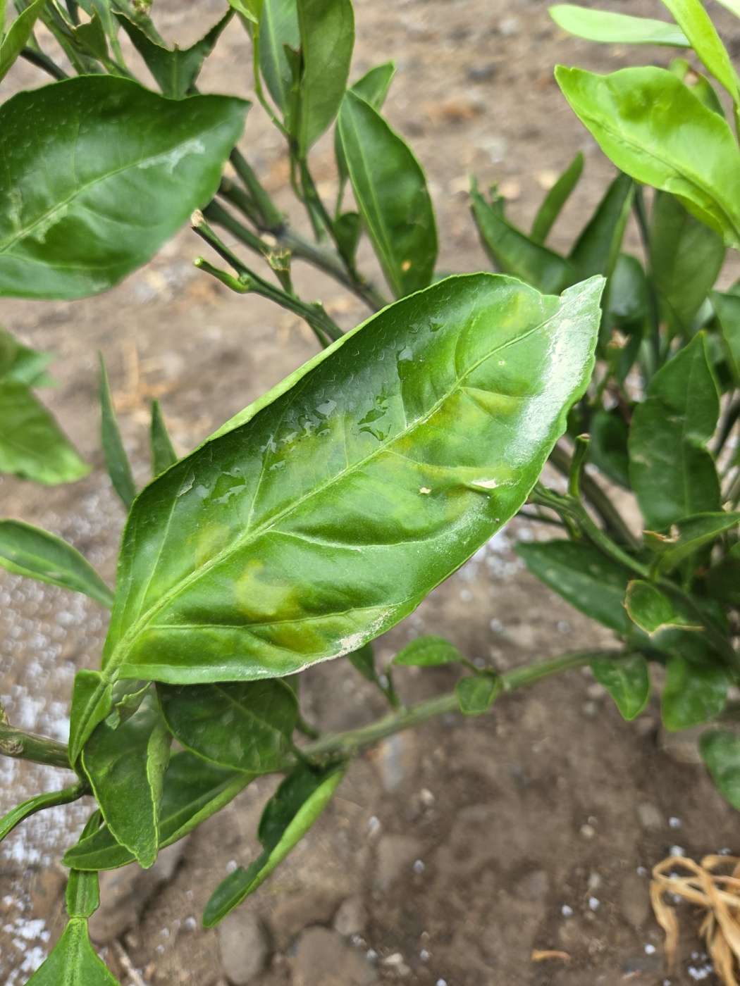 2년생 유라조생