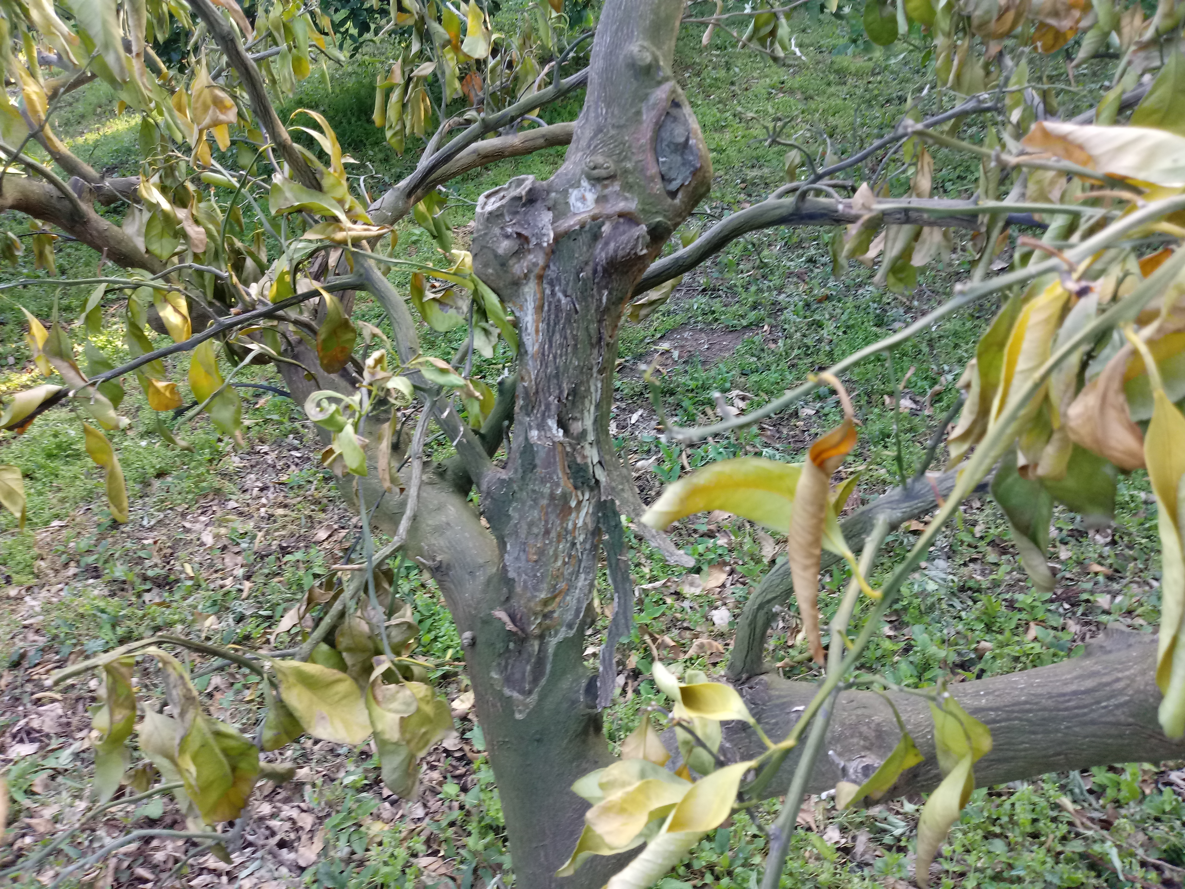 감귤나무가 죽어가요ㅠㅠ