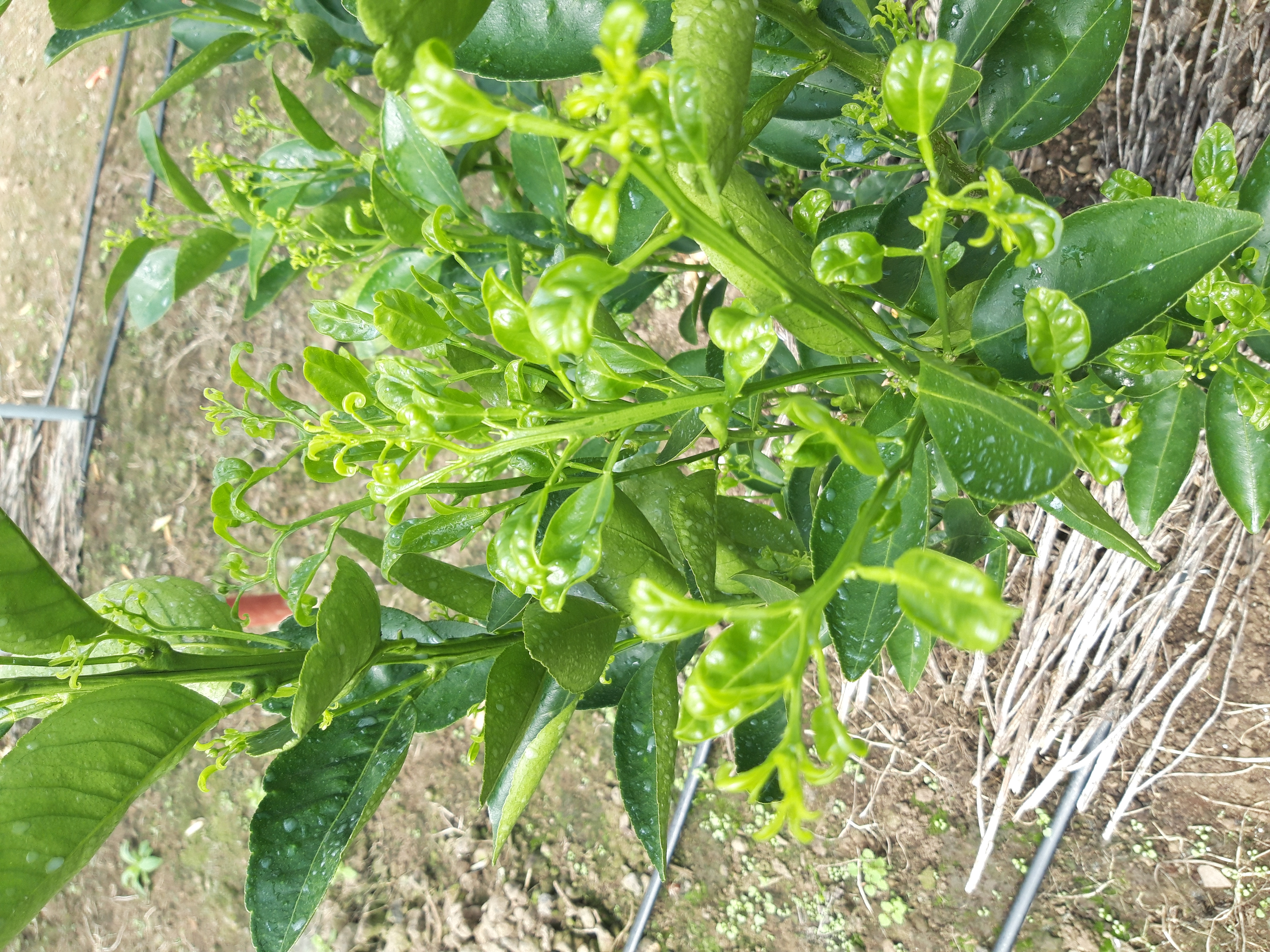 천혜향 묘목 바이러스 의심