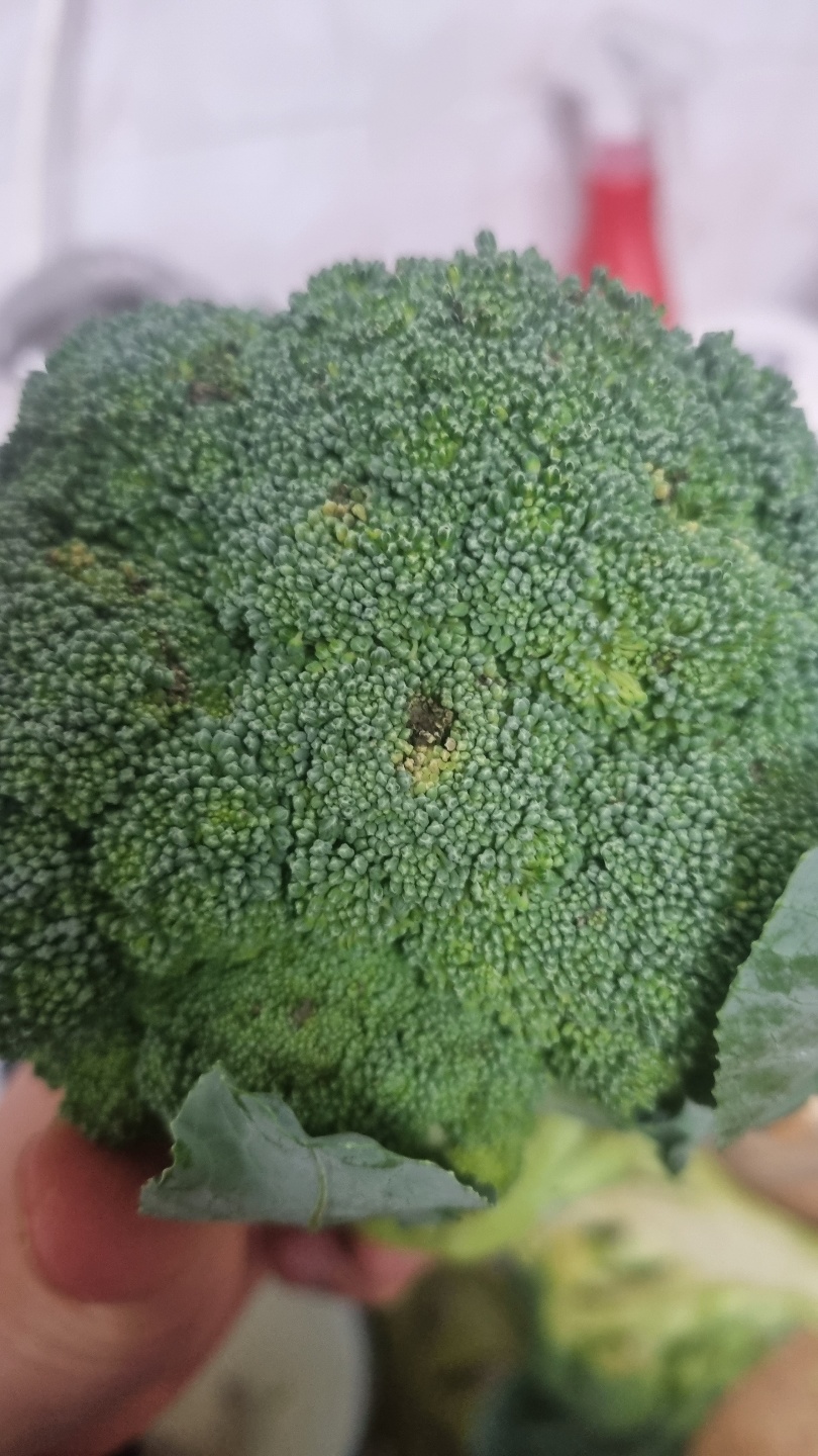 브로콜리 병피해