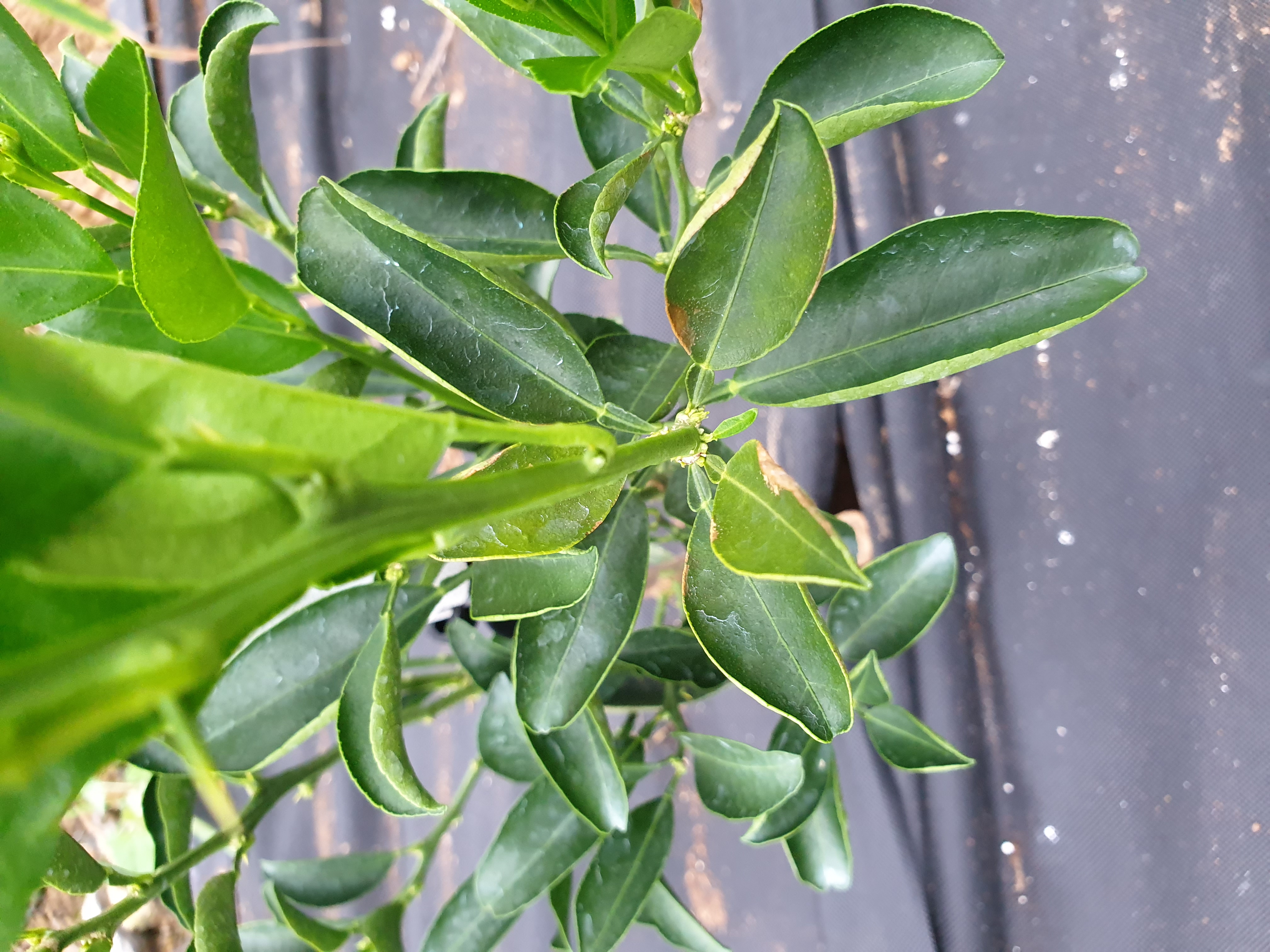 만감류 잎의 이상 징후