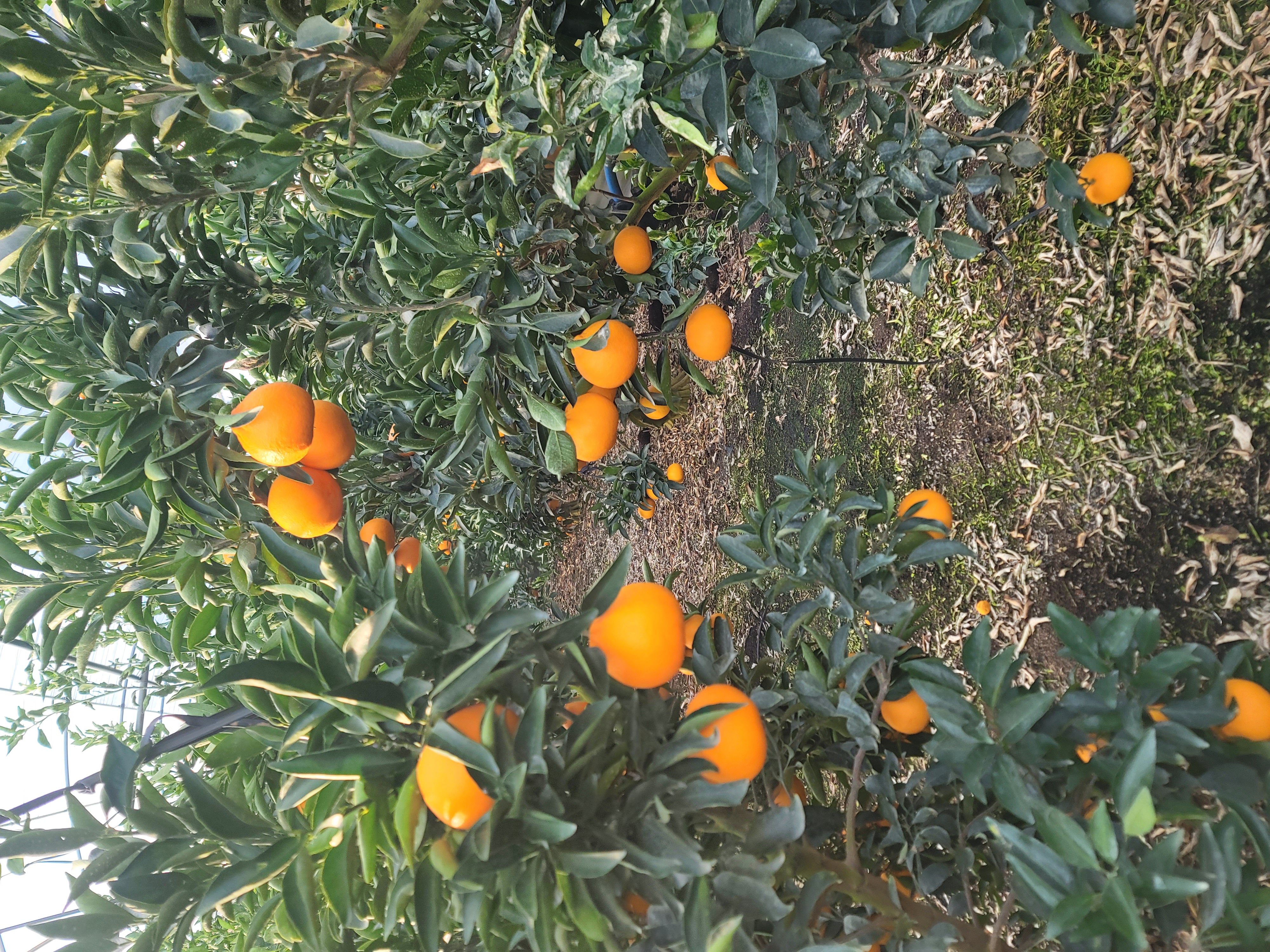 천혜향 과실모양