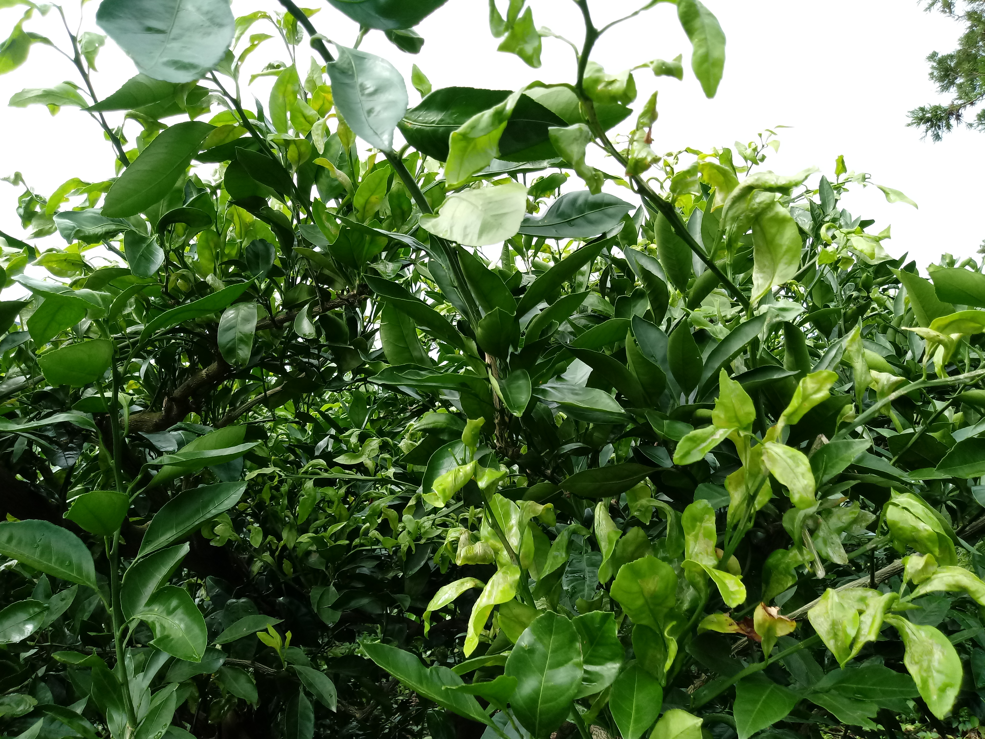 귤굴나방 방제 실패.. 어떻게 해야할까요?ㅠ