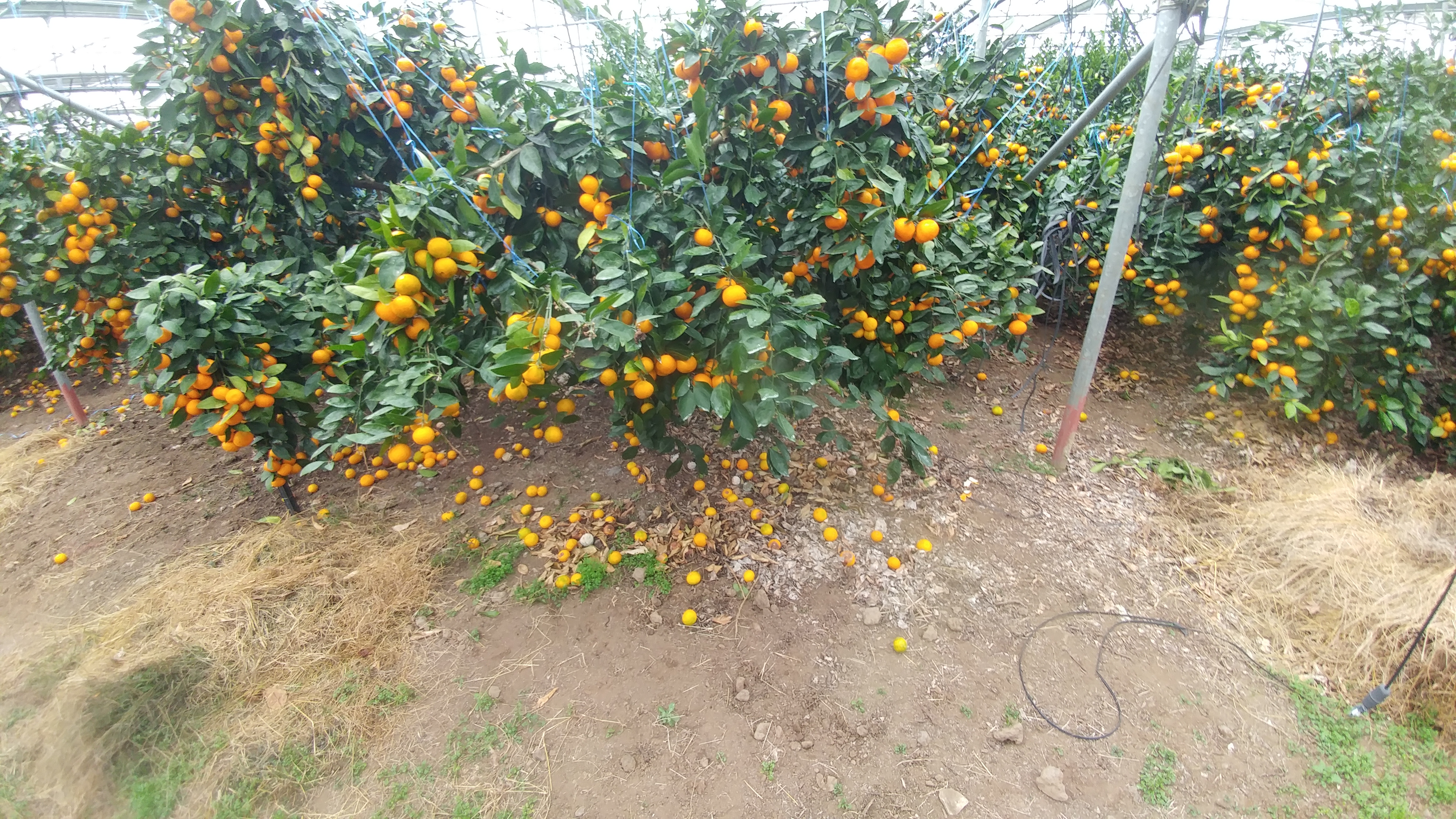 비가림 온주 낙과