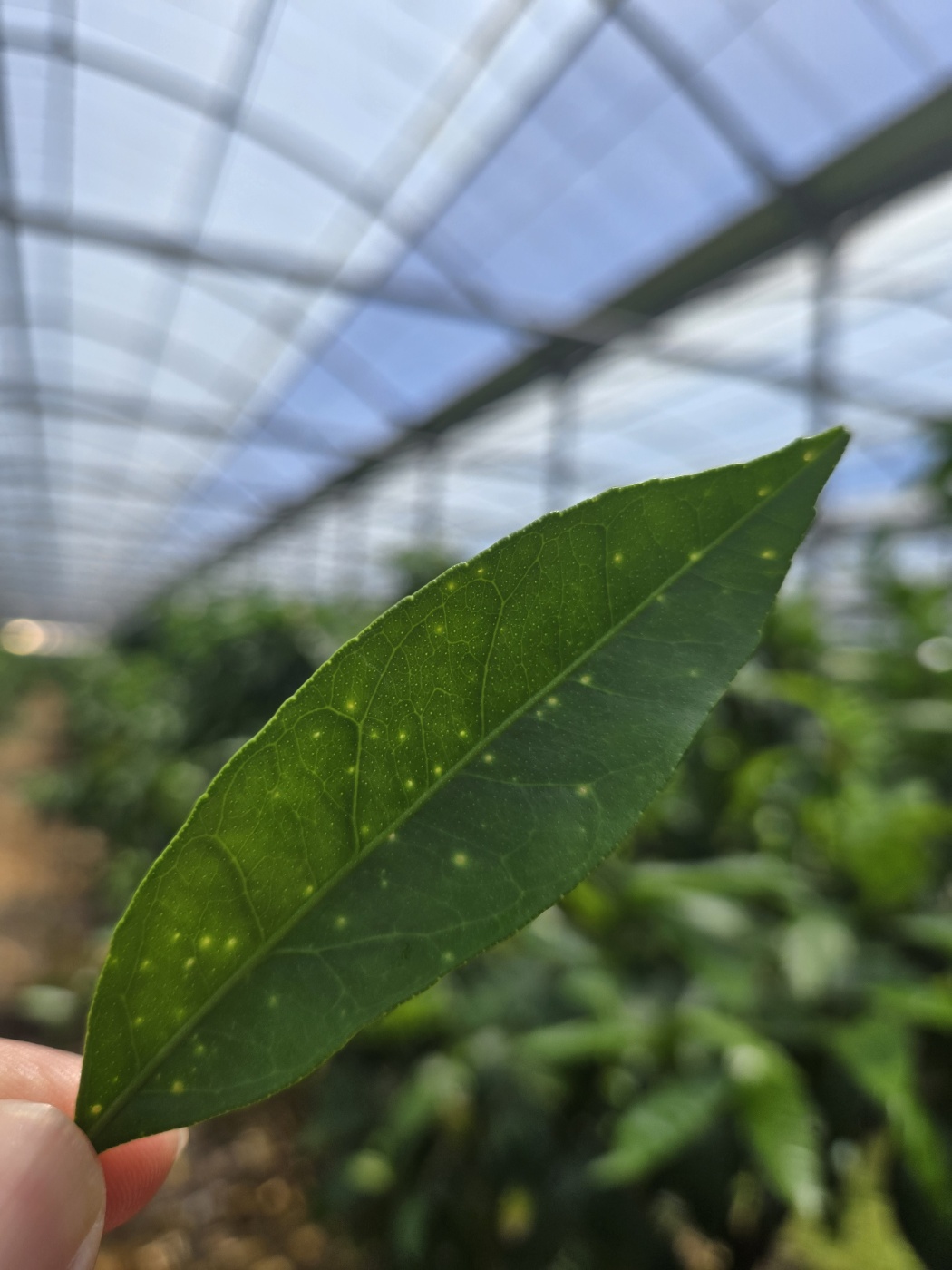 잎 증상 문의