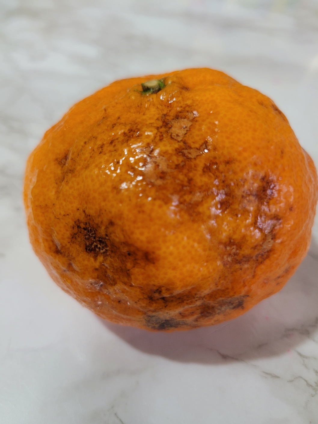 카라향 병과문의