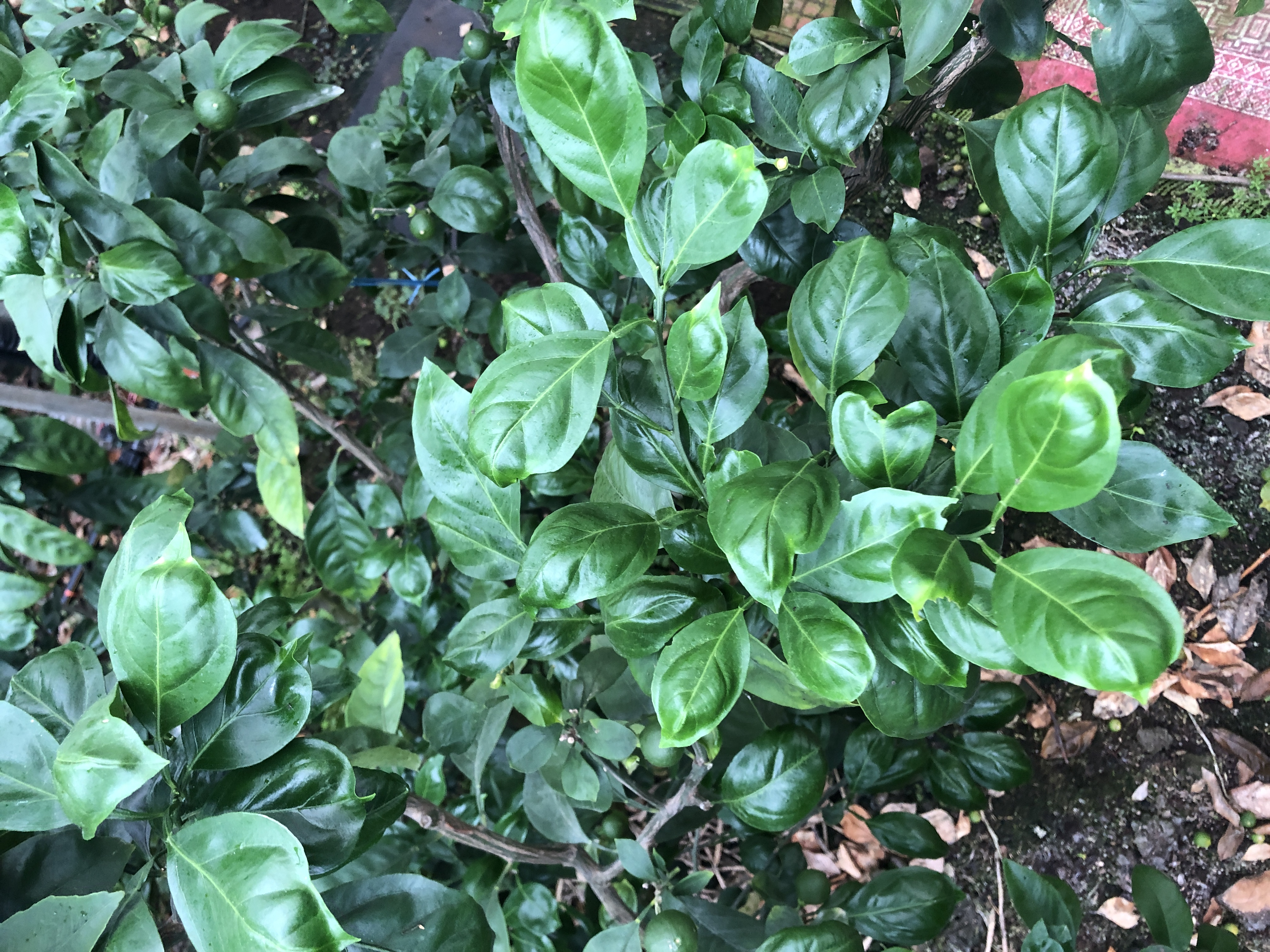 감귤잎 상태 문의