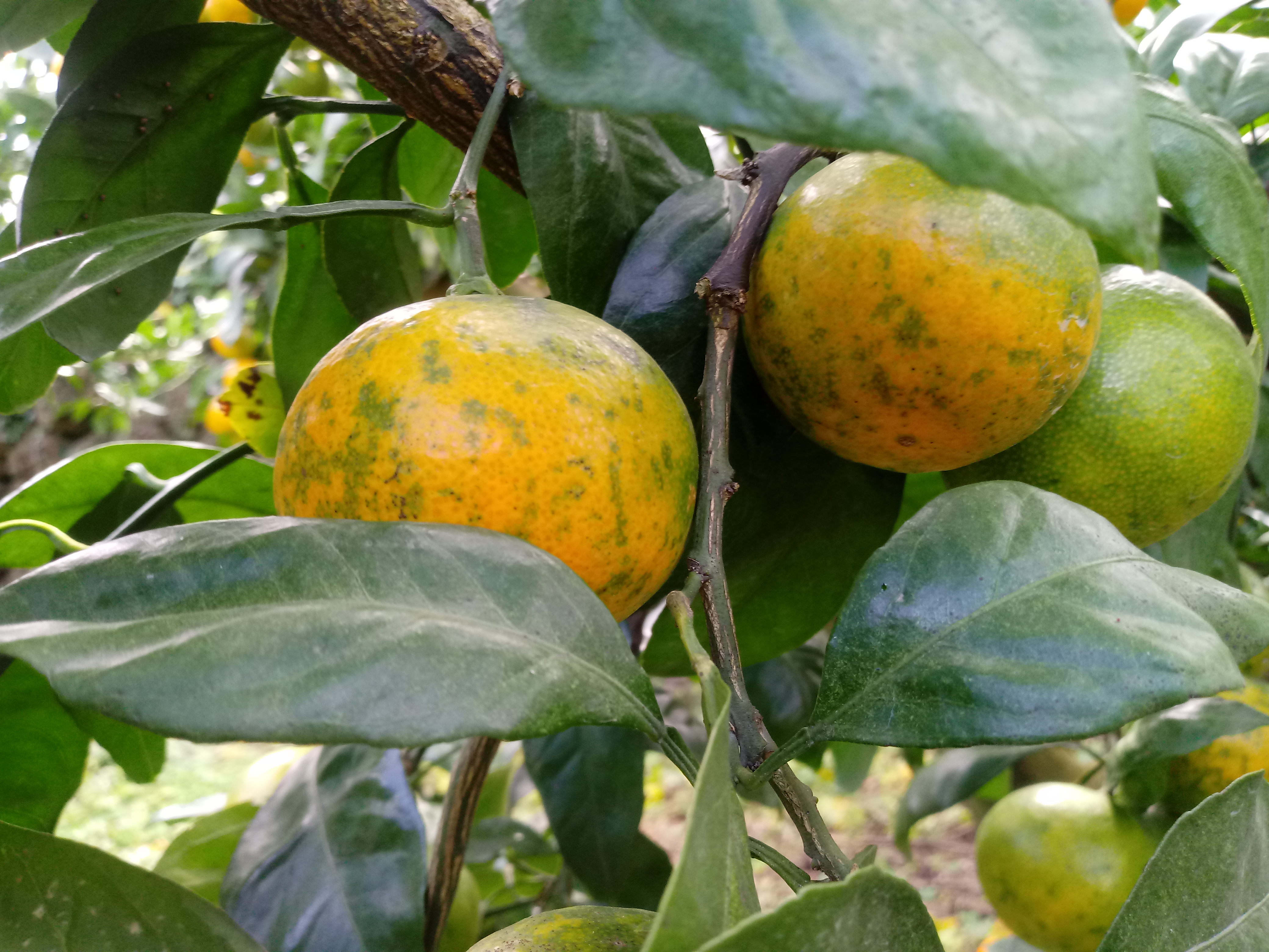 혹시 녹응애인가요?