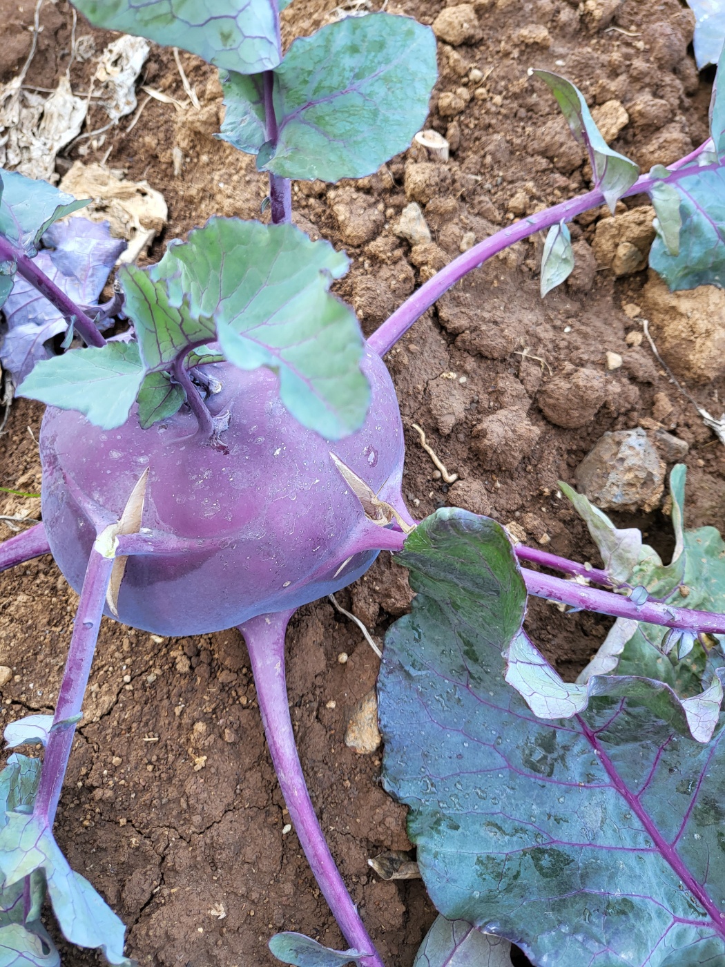 콜라비 재배 관련 문의드려요