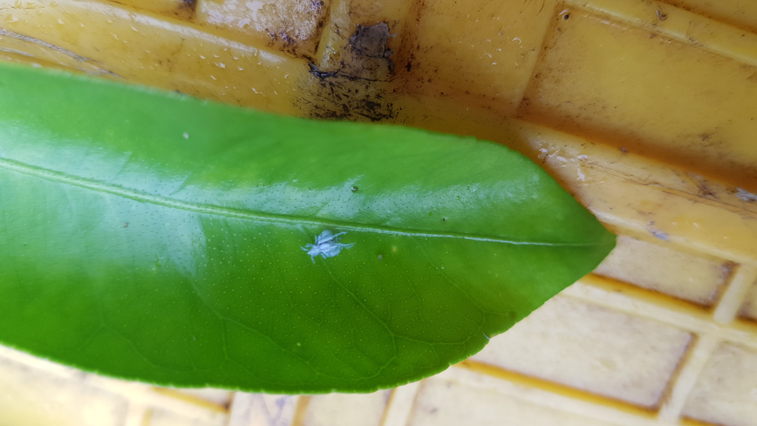 무슨벌레일까요?