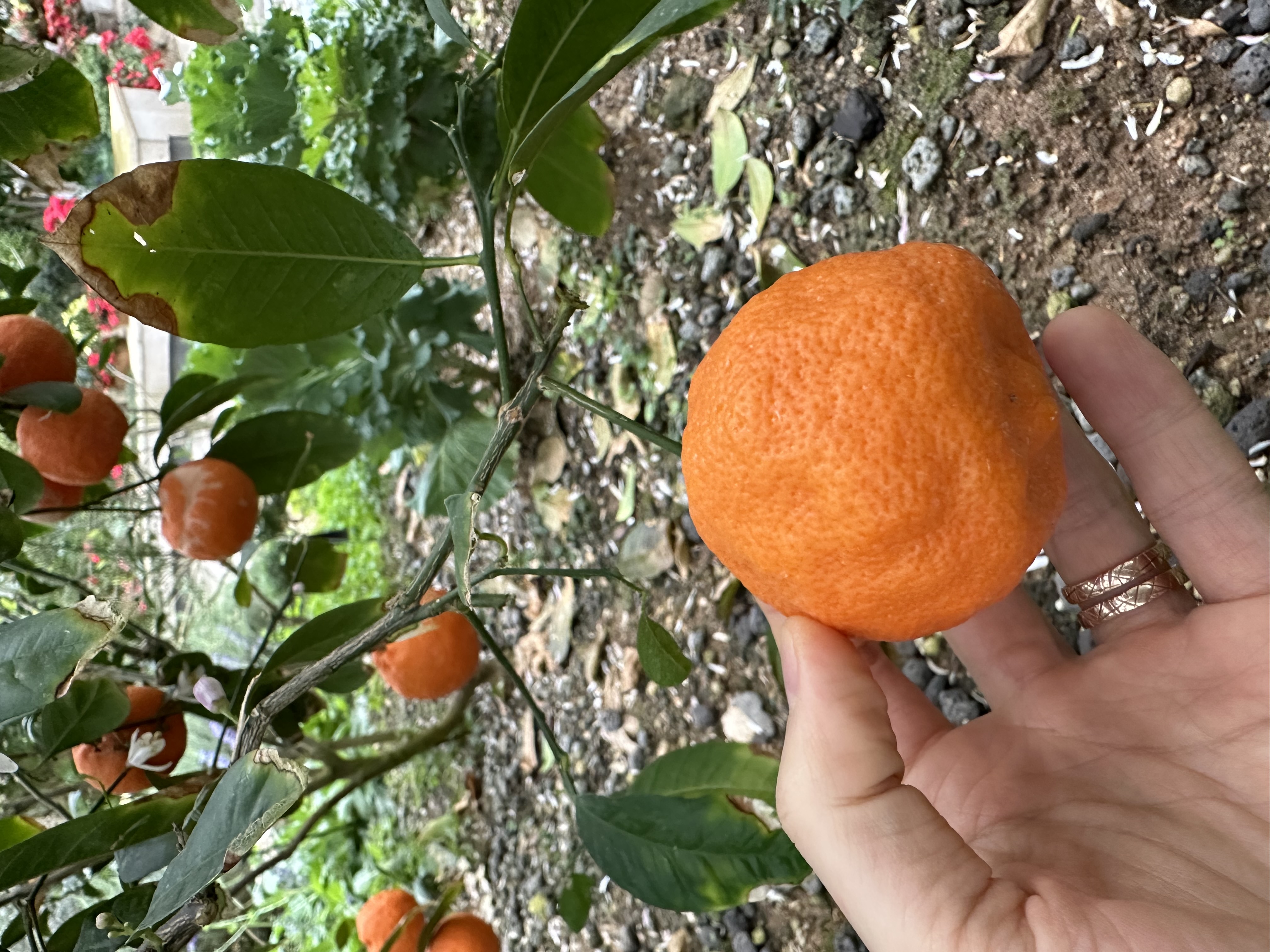 시트러스 품종 문의