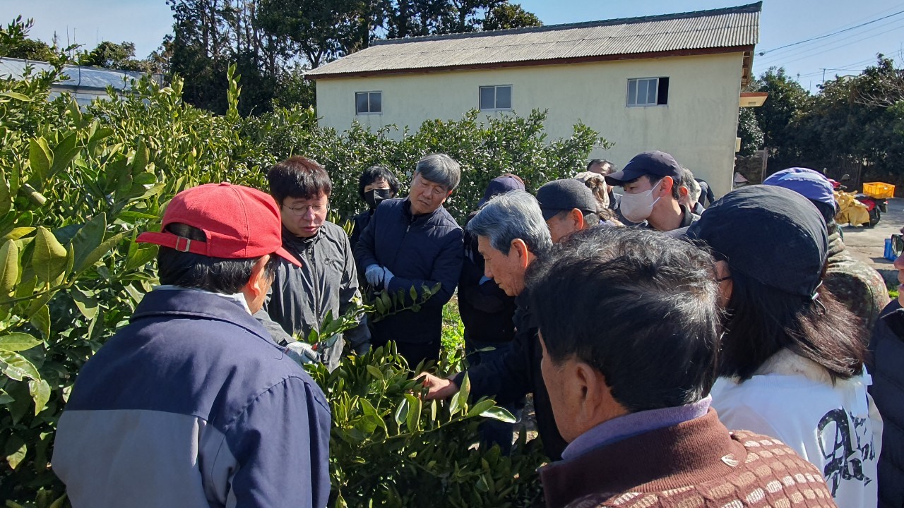 2023 노지감귤, 만감류 정지·전정 기술 교육 