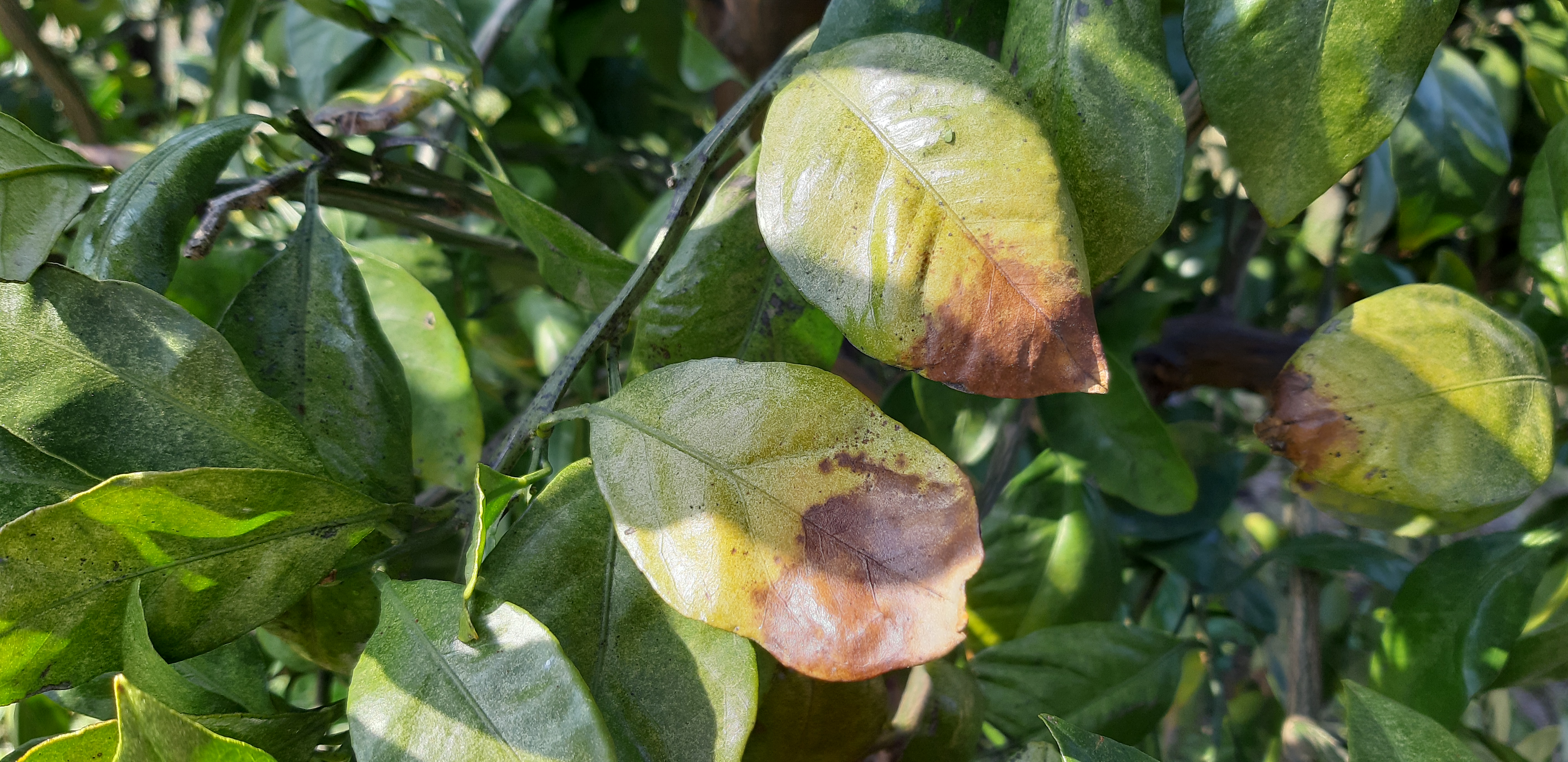 노지 귤 병해충 문의