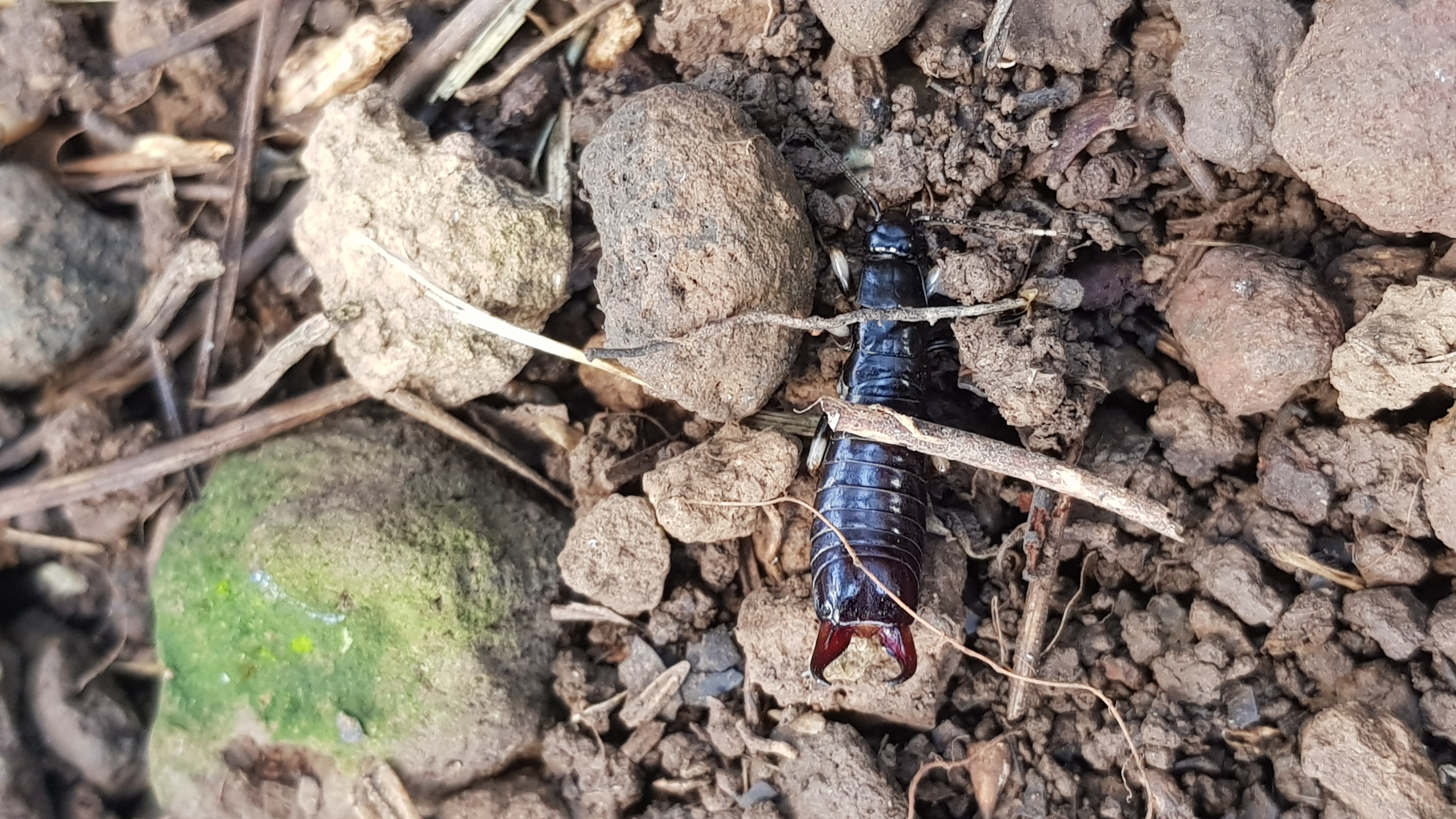 무슨벌레인가요?