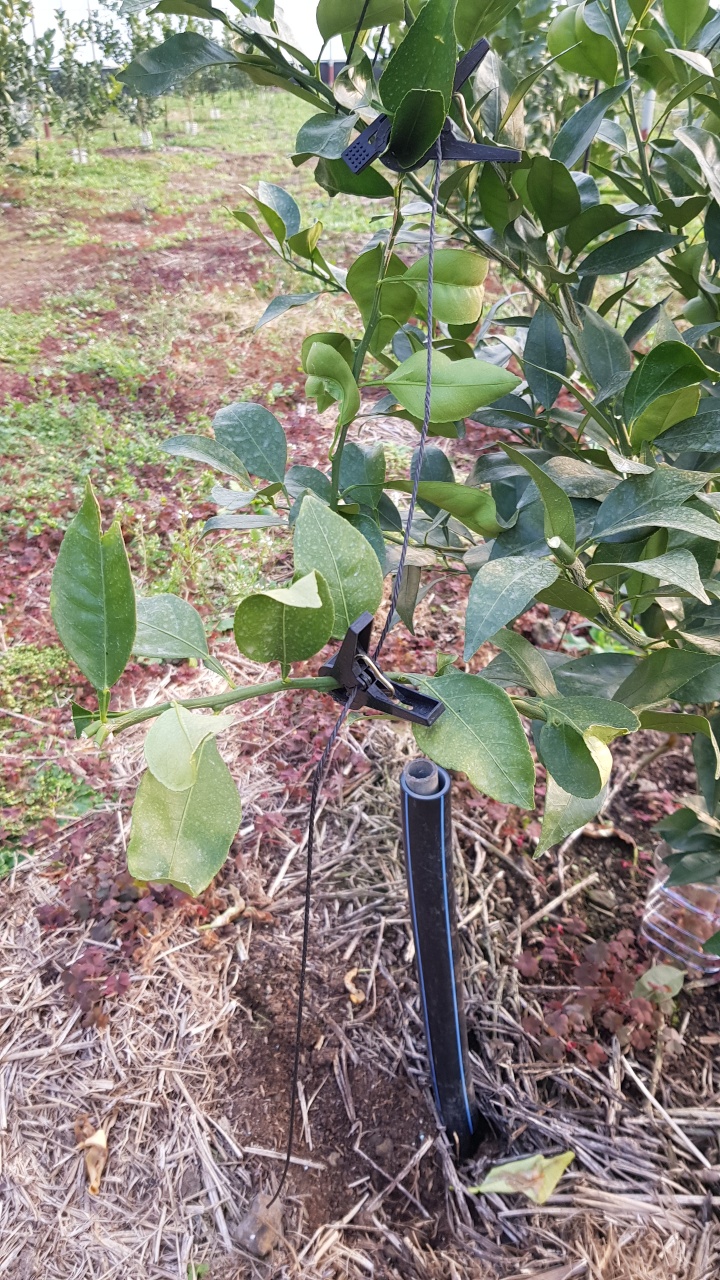 만감류 전정 질문 드립니다