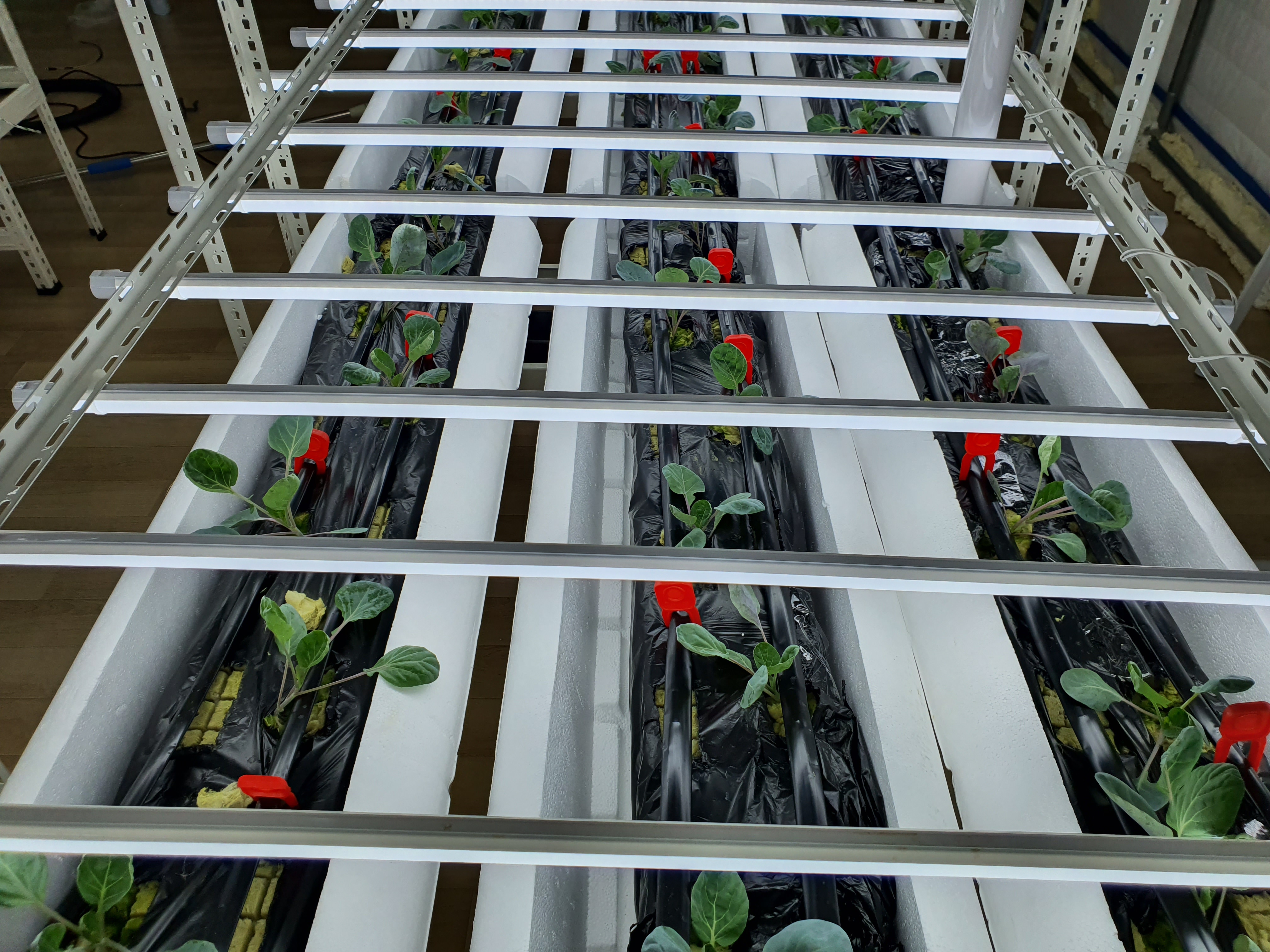 방울양배추 결구를 위한 노엽 제거?