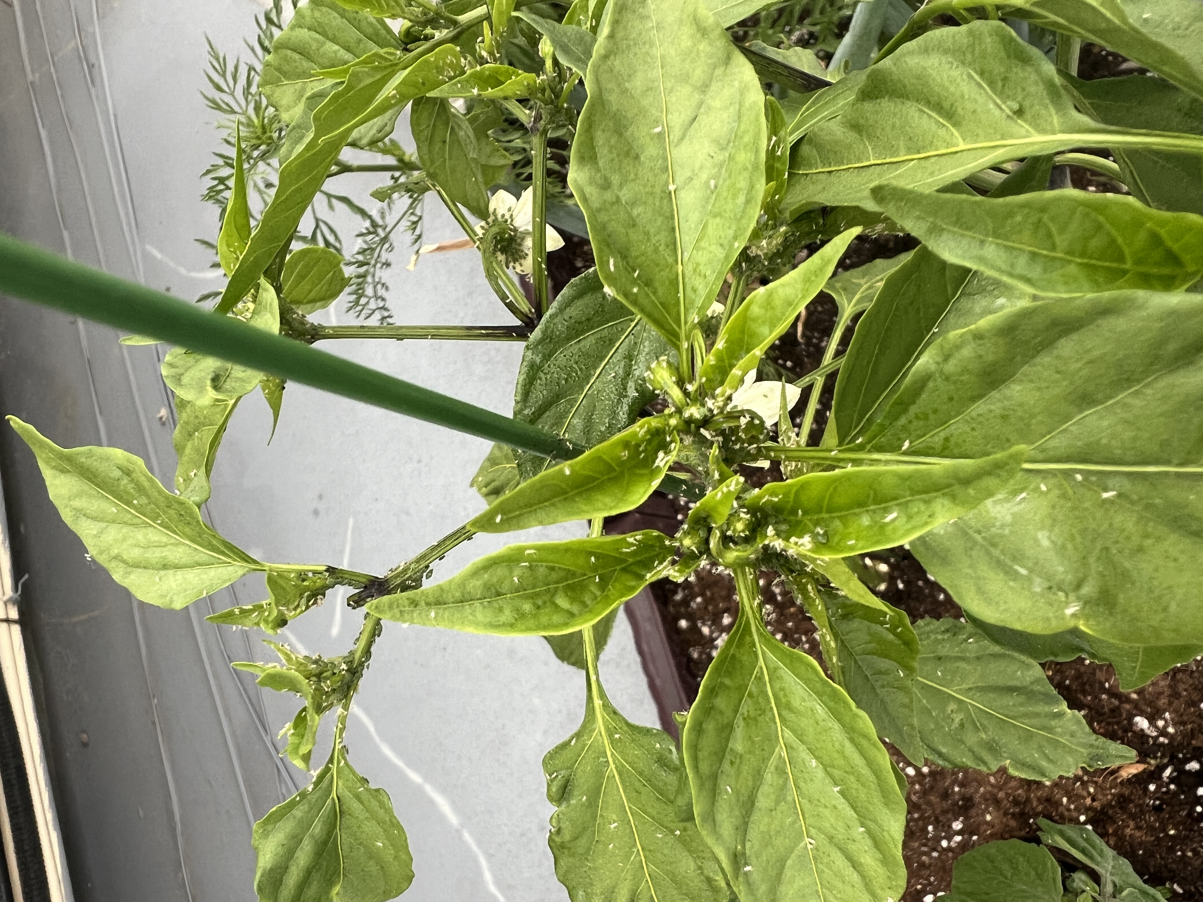 고추 무슨병, 무슨벌레인지 궁금합니다