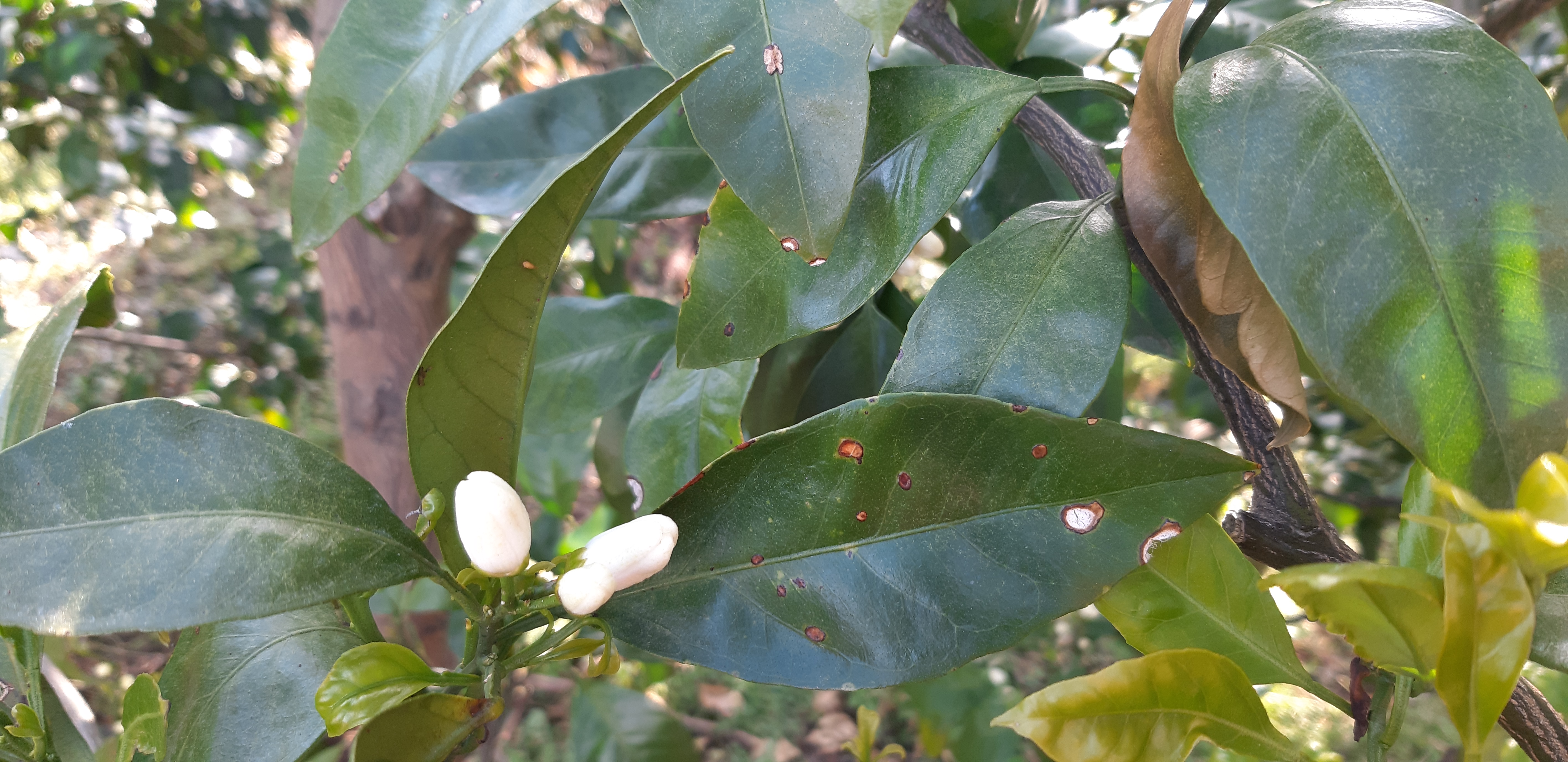 병해충 진단부탁드려요!