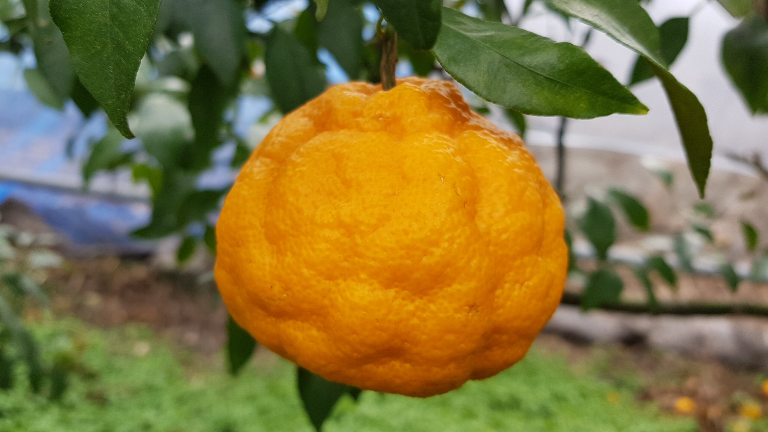 노지한라봉 과실 상태