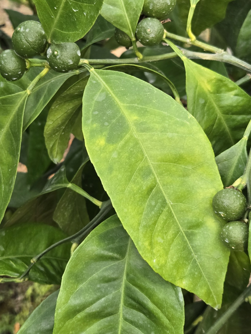 감귤 나무 상태