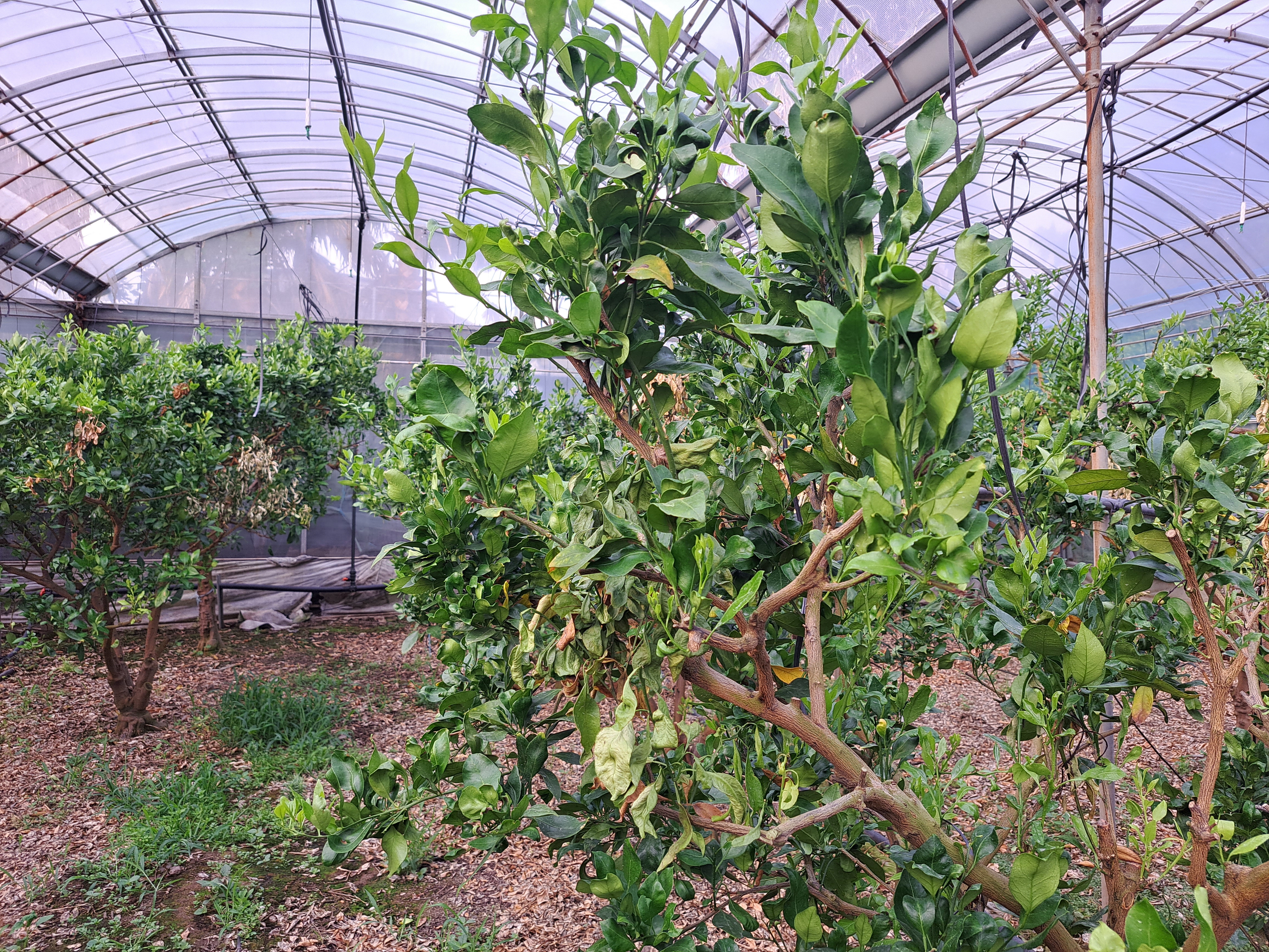 레드향 하우스 고온피해