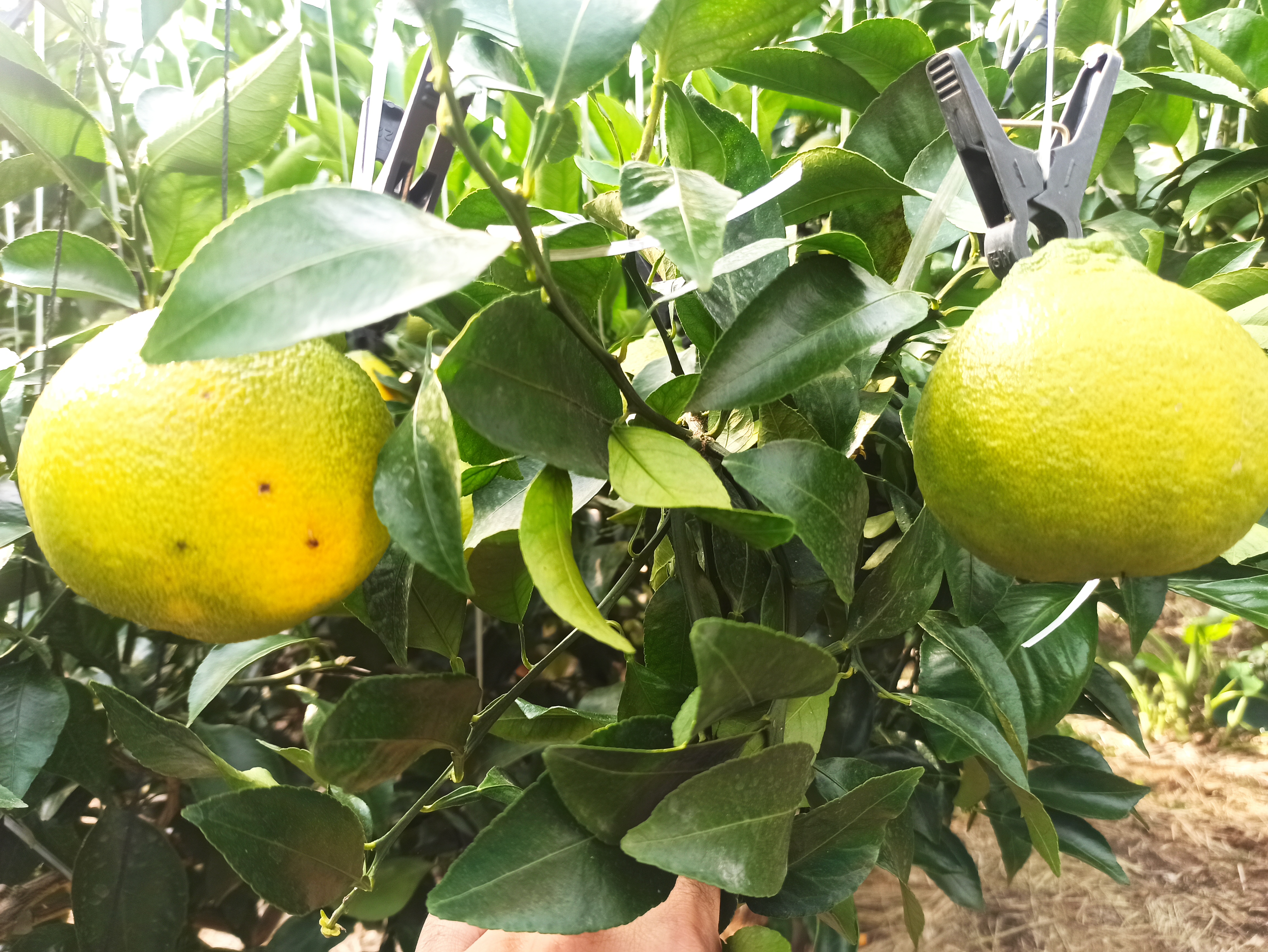 한라봉 상태가 이상합니다 도움주세요