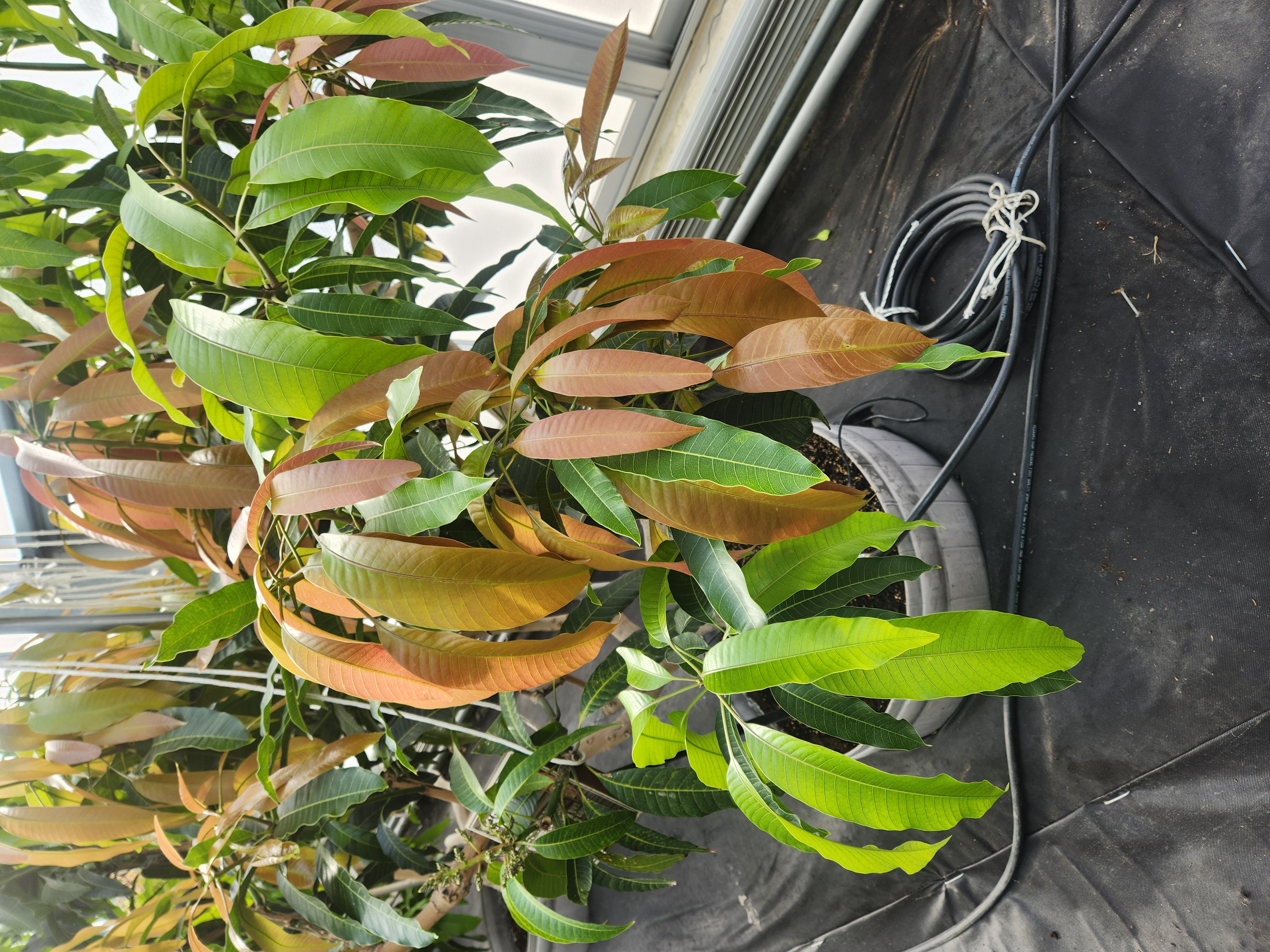 애플망고 잎 이상