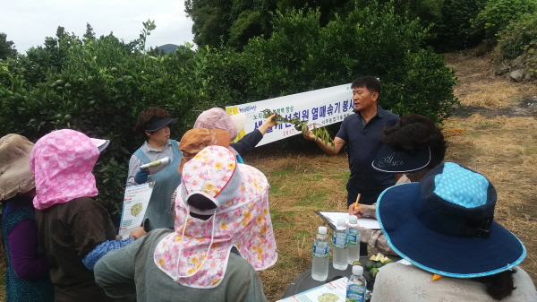 170830 생활개선 안덕면회 열매솎기 봉사활동