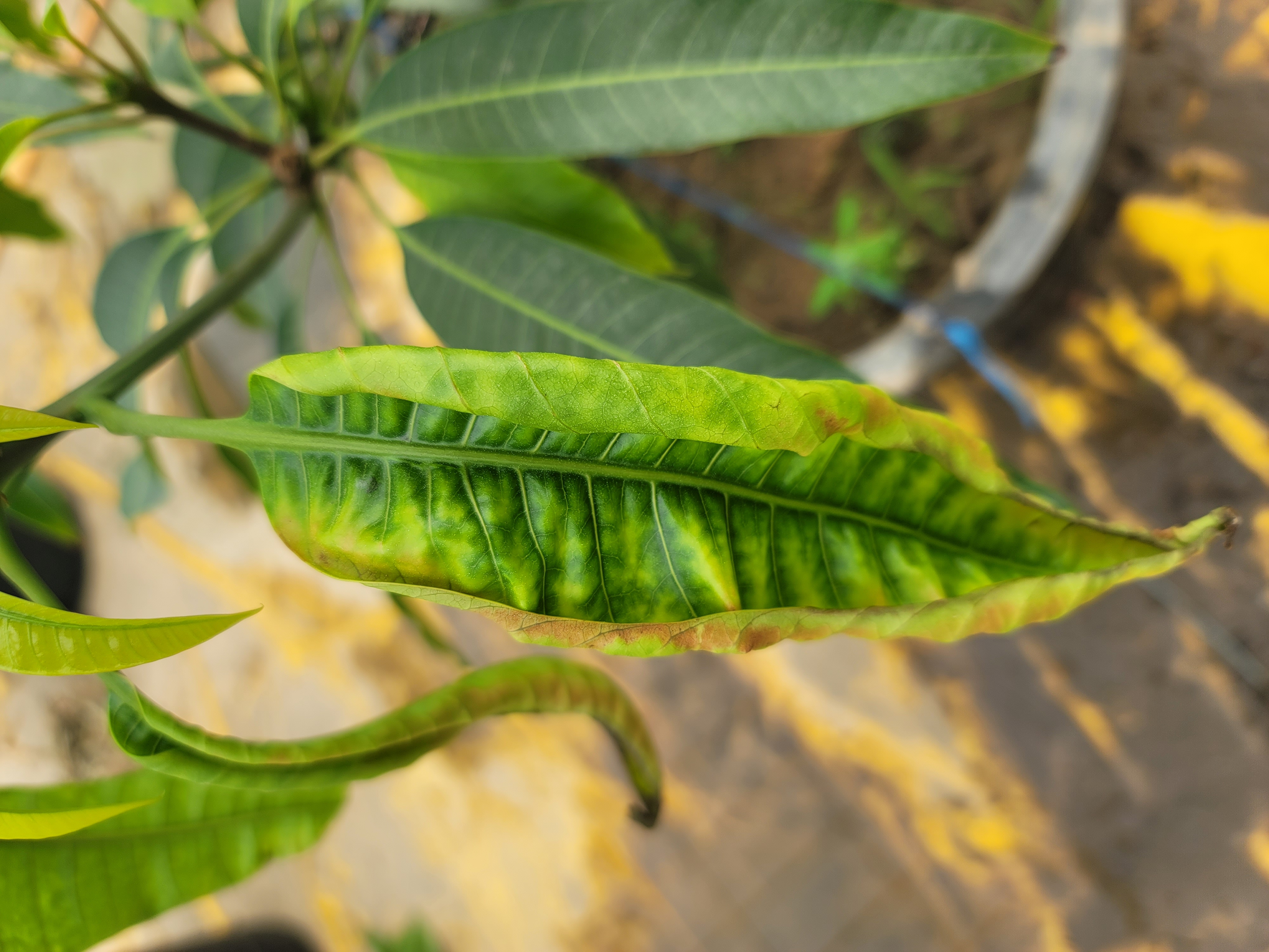 애플 망고 잎이 이상해요