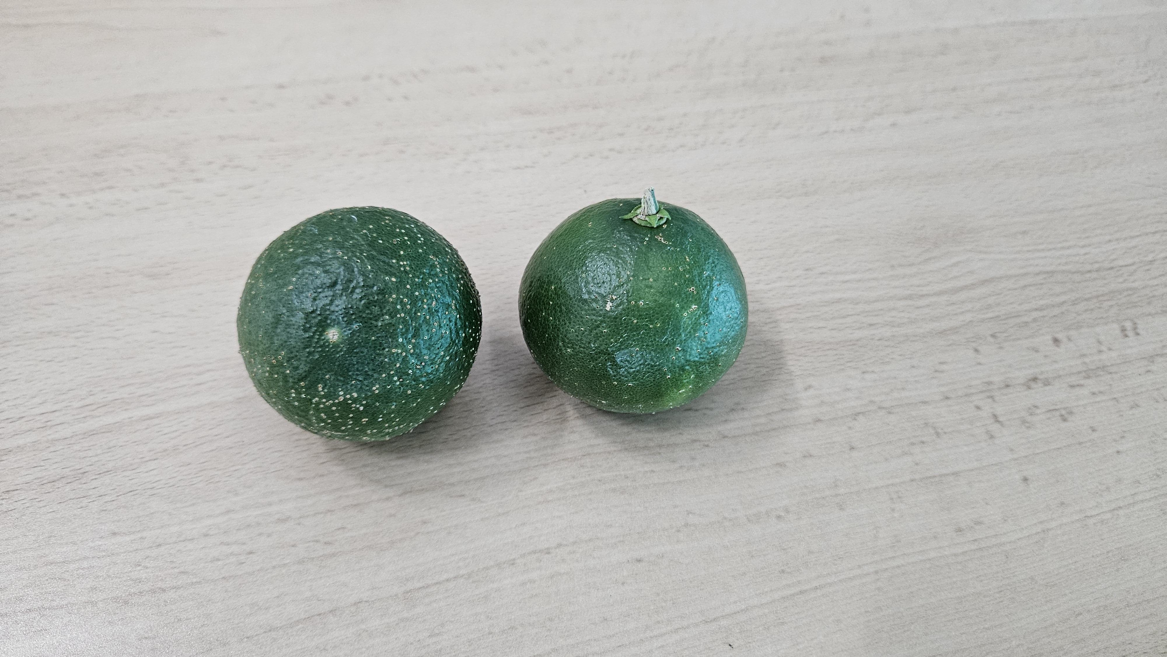 천혜향 병해충?