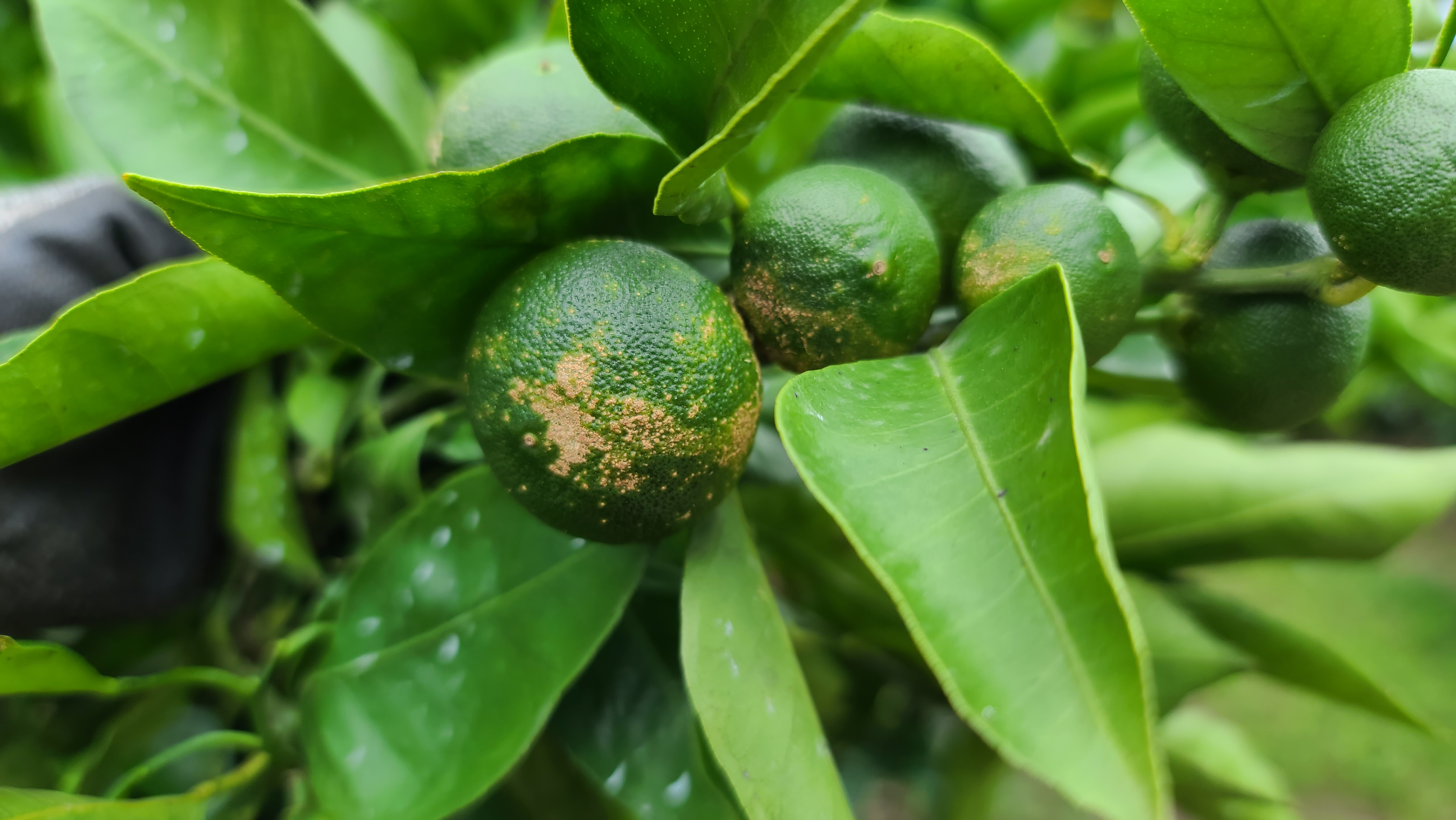 병충해 확인 요청